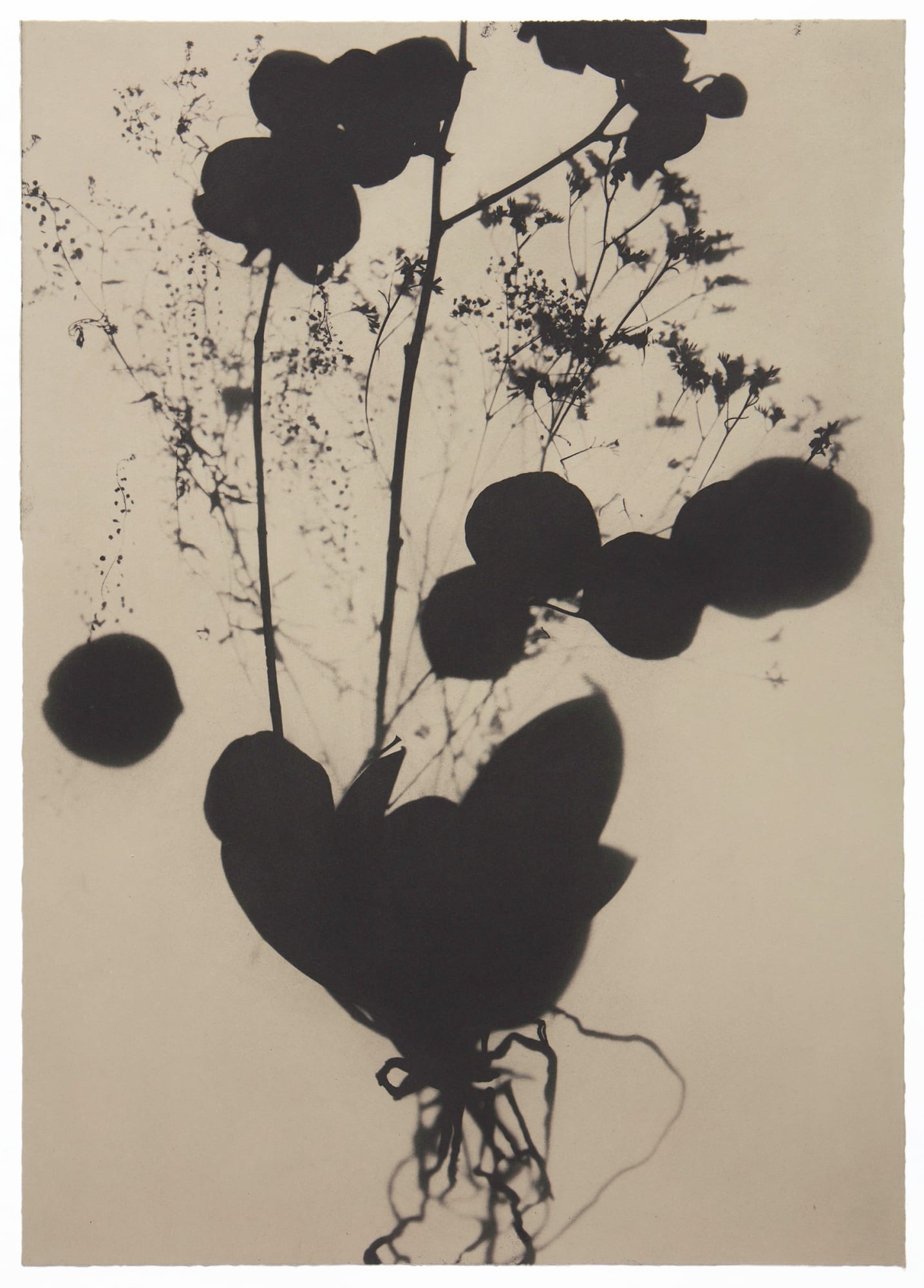 Wendy McMurdo RSA, Study for Ghost Orchid, 2023