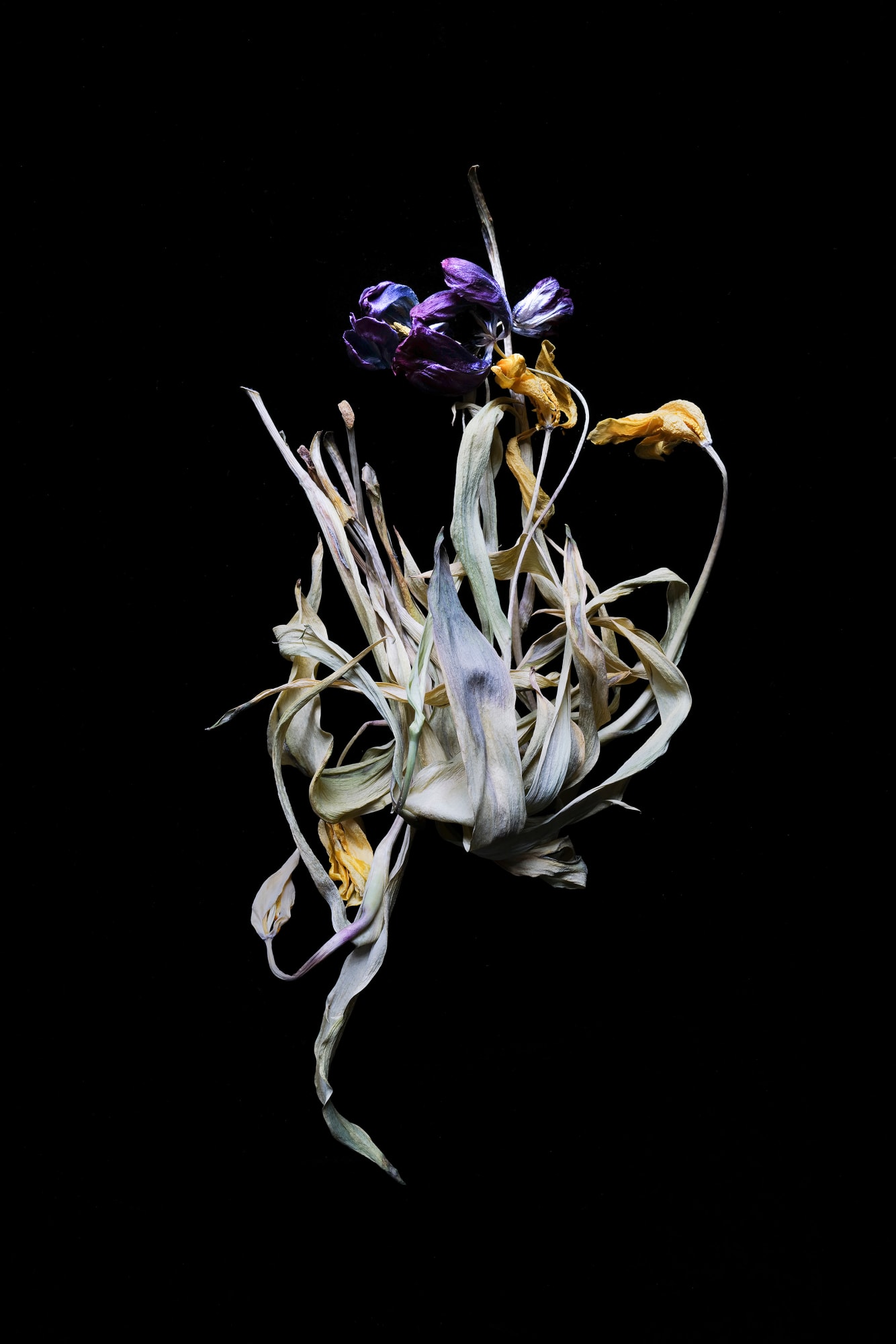 Norman McBeath RSA, Sarabande VI