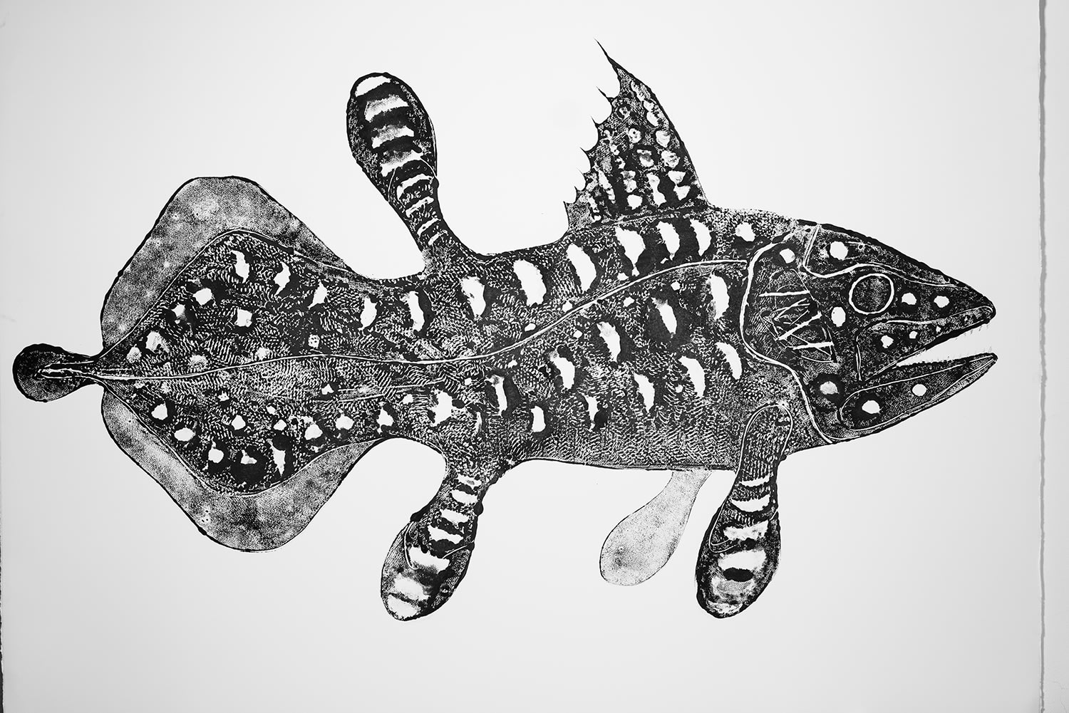 Stuart Mackenzie RSA, Species Morphology / Coelocanth Evolution 2