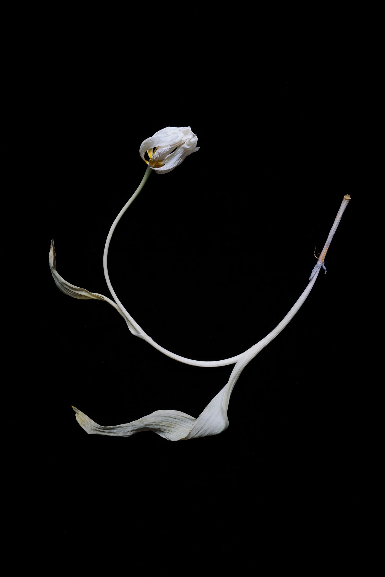 Norman McBeath RSA, Sarabande IV