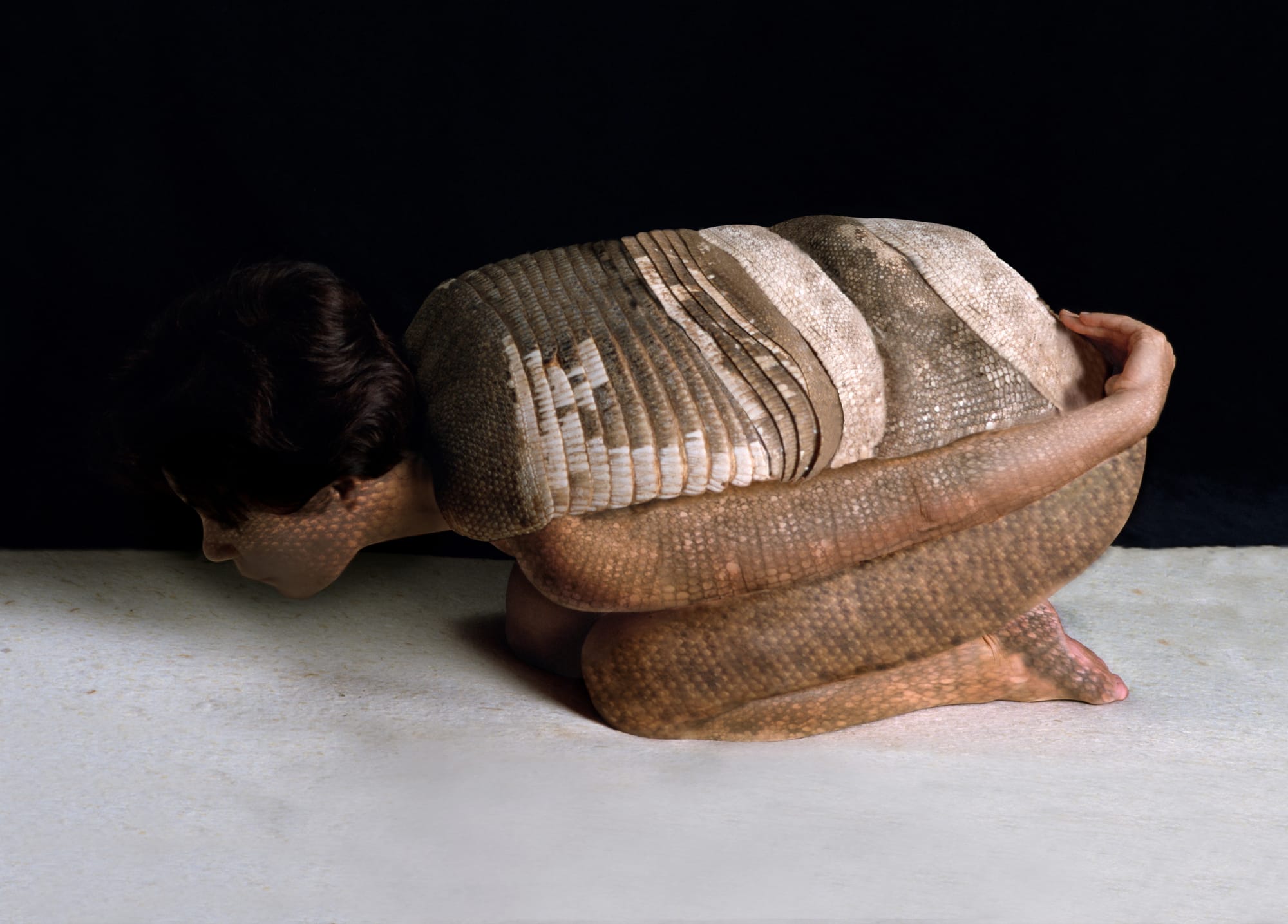 Cecilia Paredes, Animal de mi tiempo: Armadillo, 2002