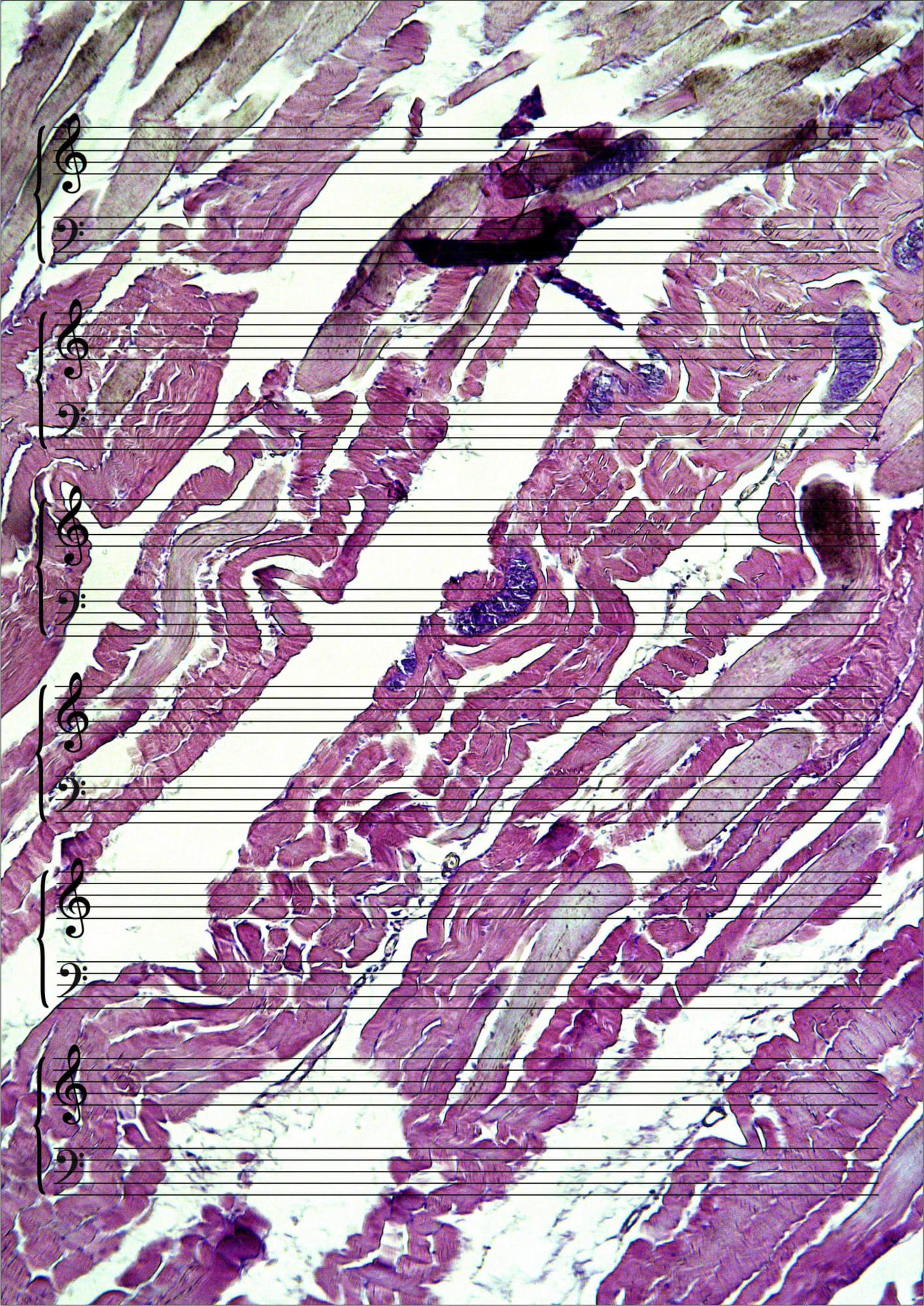 Farid Rasulov, Etli musiqi (Etli Mûsıkî) | Meat Music, 2020