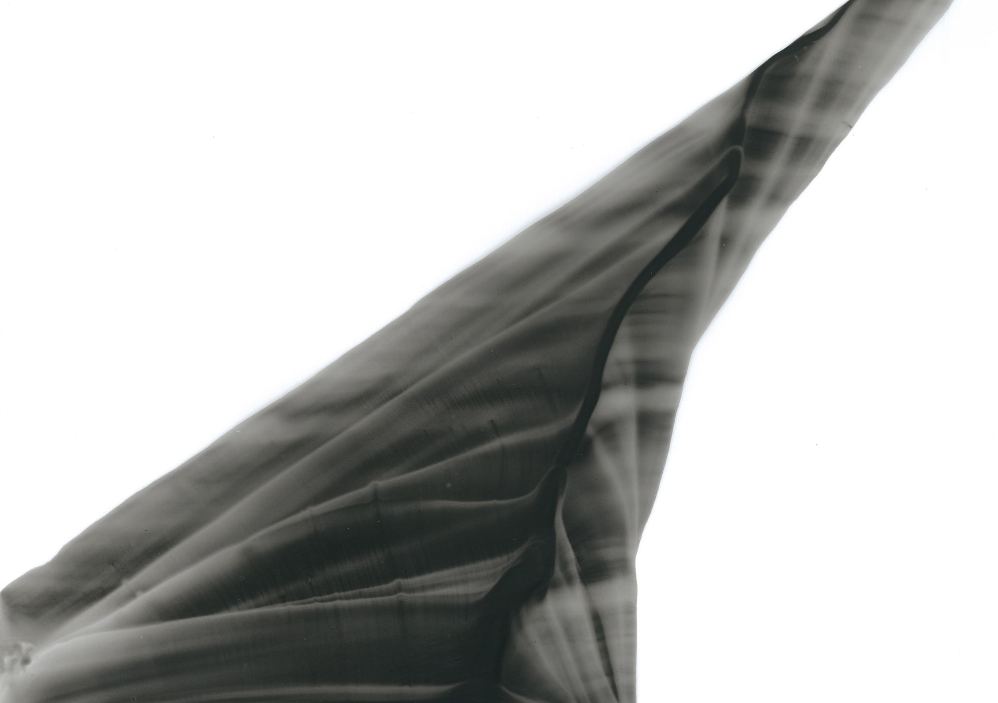 Çağla Köseoğulları, İsimsiz| Untitled, 2019