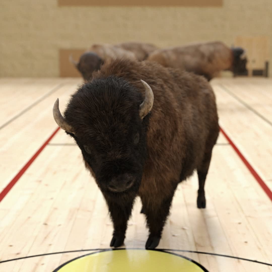 Kerem Ozan Bayraktar, Some American Bisons from the series "Chicken System and Its Variables", 2017