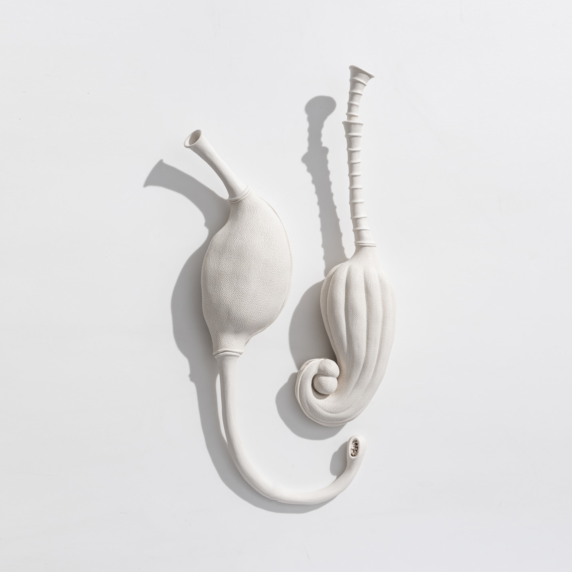 Sarah Rayner, Grevillea Flowerbones, 2020