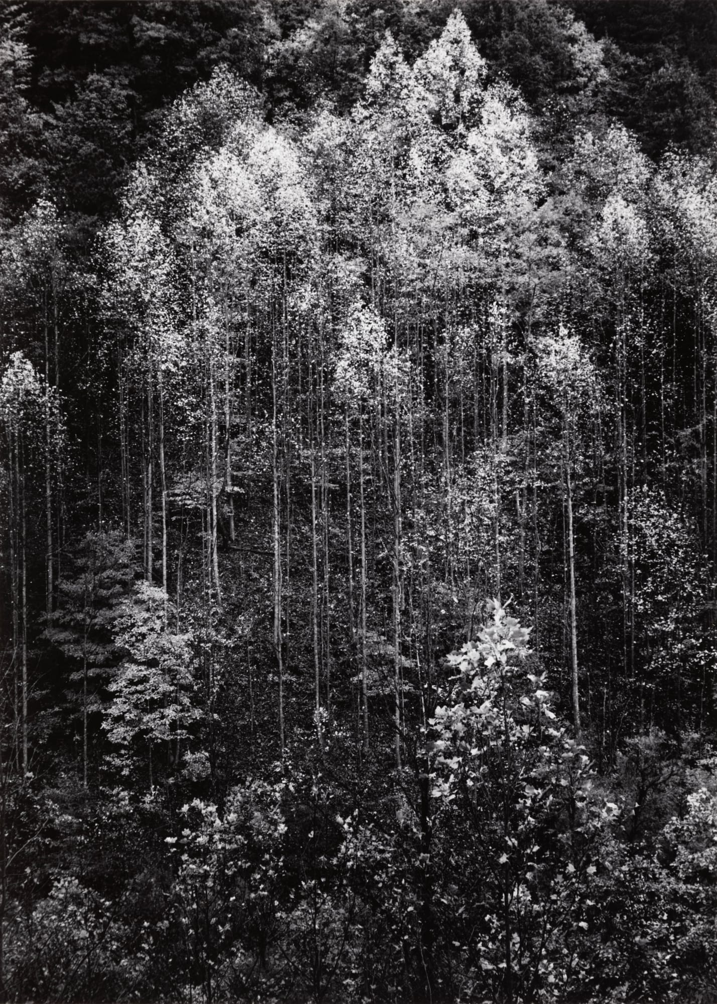 Ansel Adams, Dawn, Autumn Forest, Great Smoky Mountains National Park, Tennessee, 1948