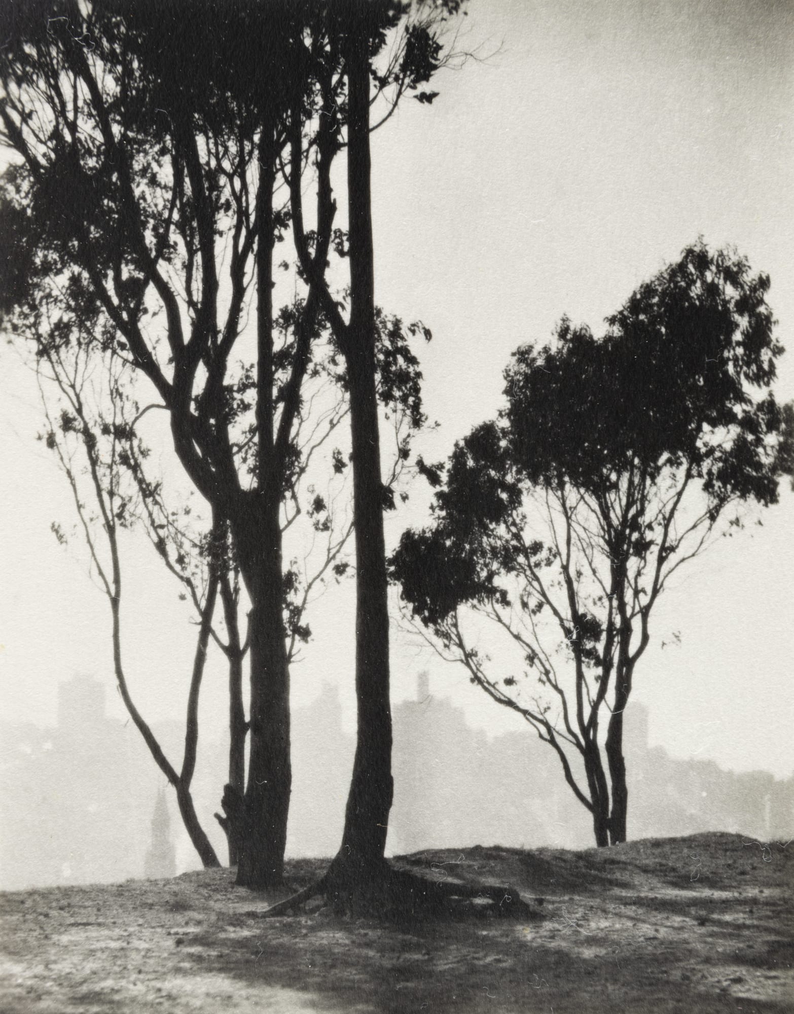 William E. Dassonville, Trees, Telegraph Hill, SF