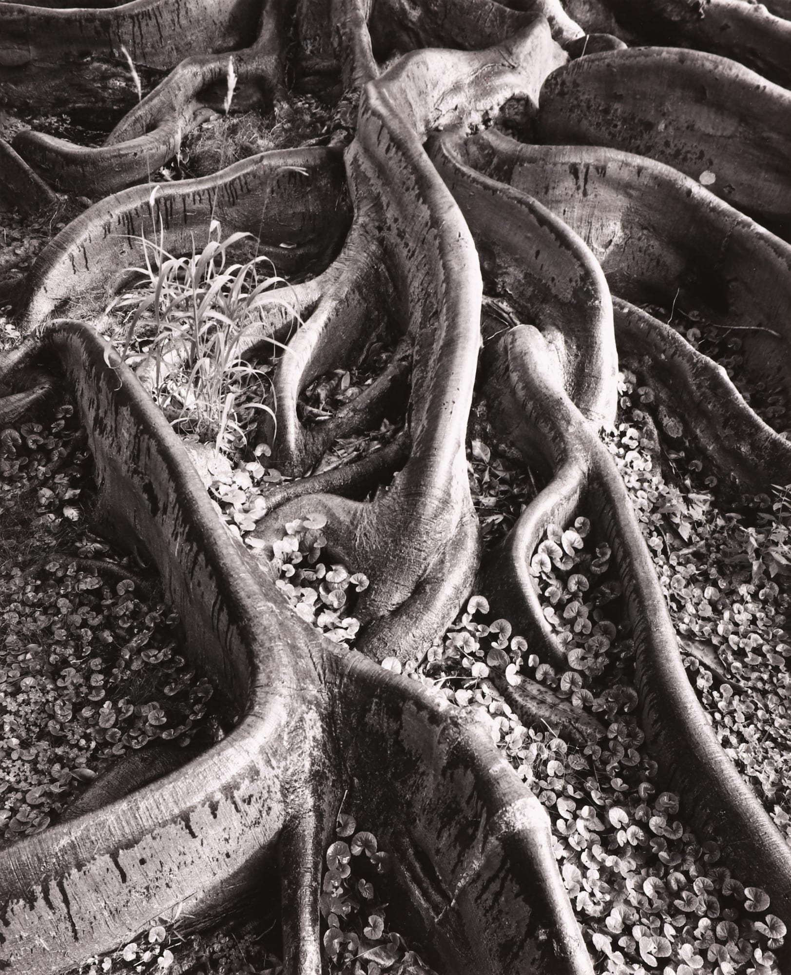 Ansel Adams, Roots, Foster Gardens, Honolulu, 1946