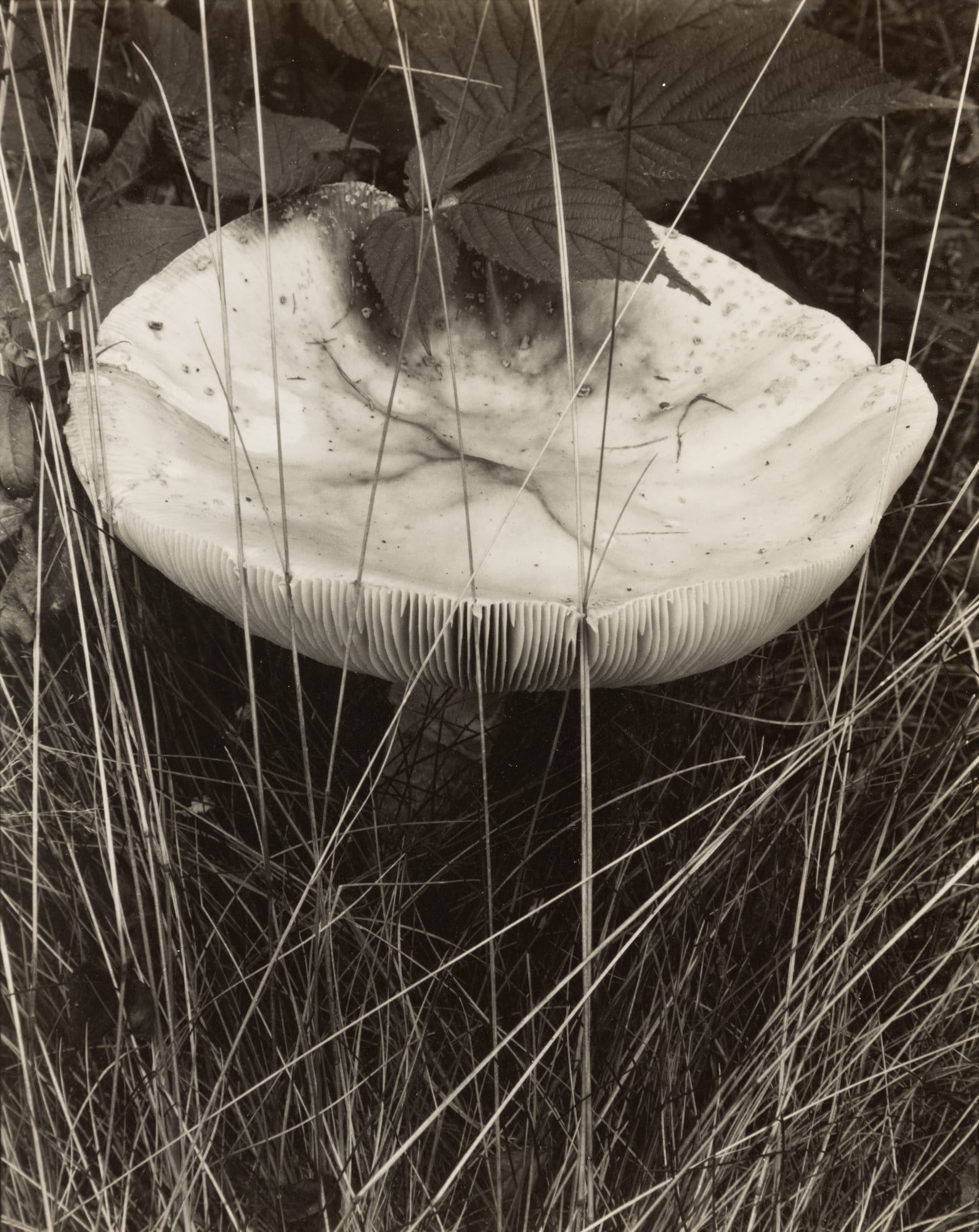 Paul Strand, Toadstool and Grasses, Maine, 1928