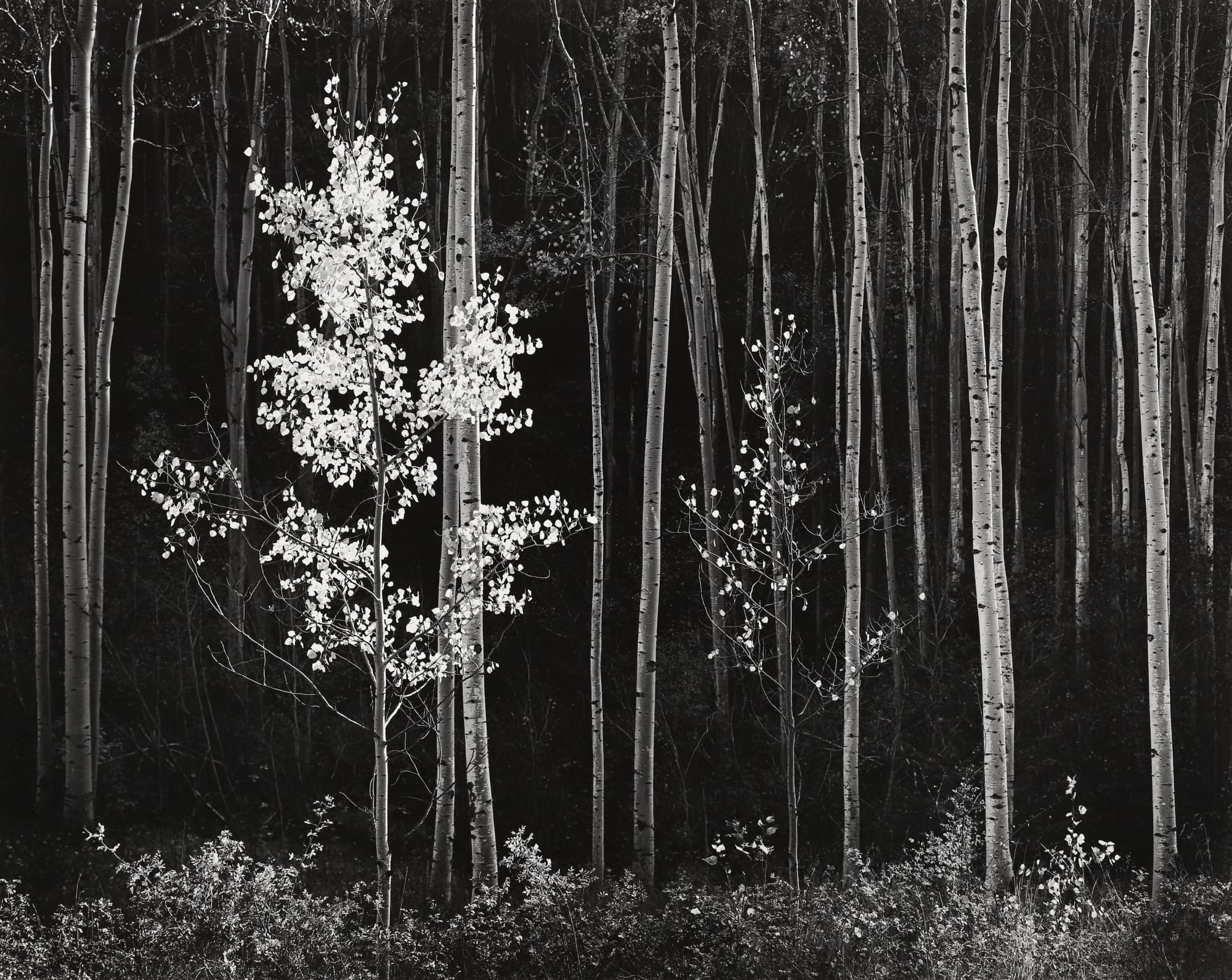 Ansel Adams, Aspens, Northern NM, 1958