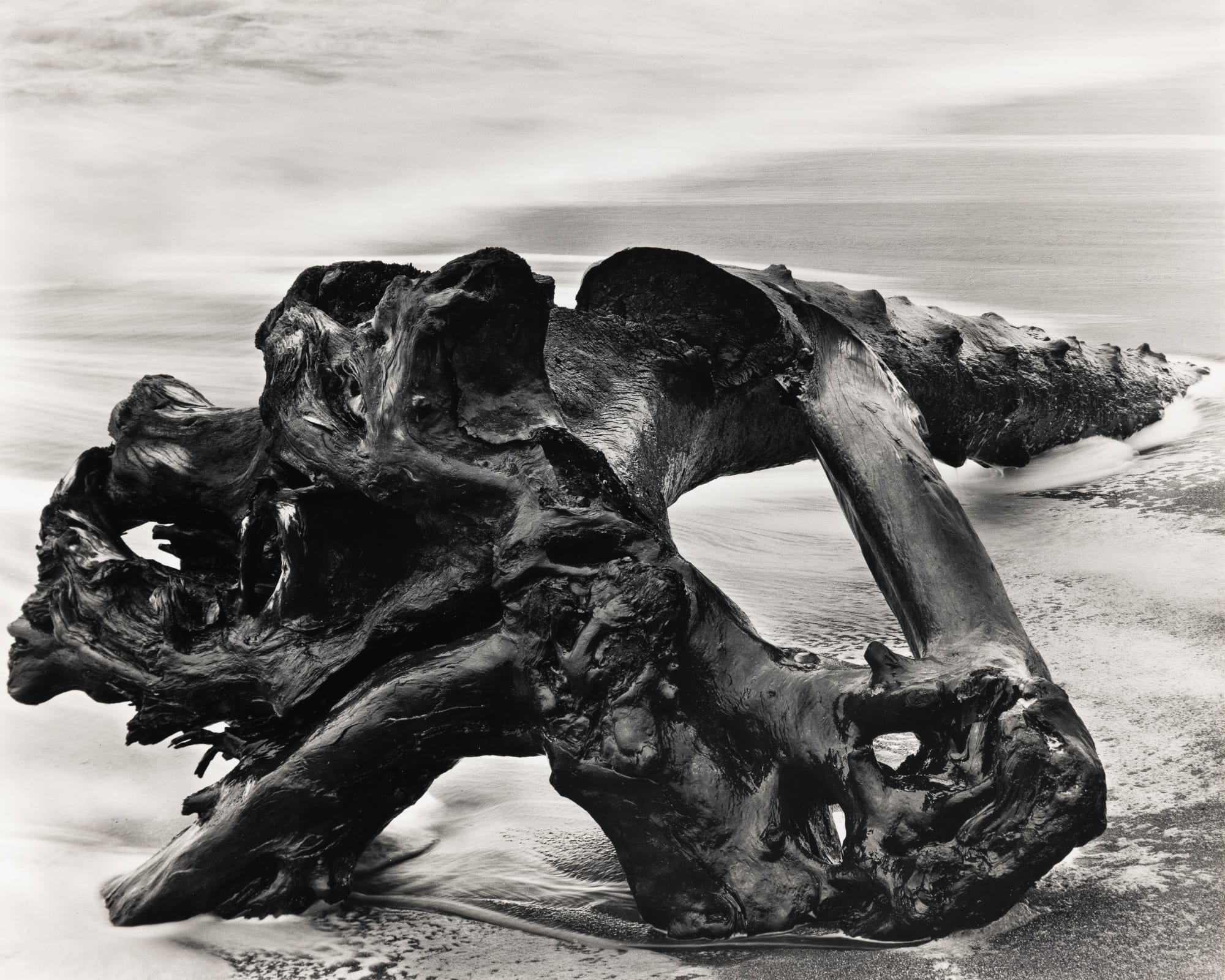 Wynn Bullock, Redwood Driftwood, 1951