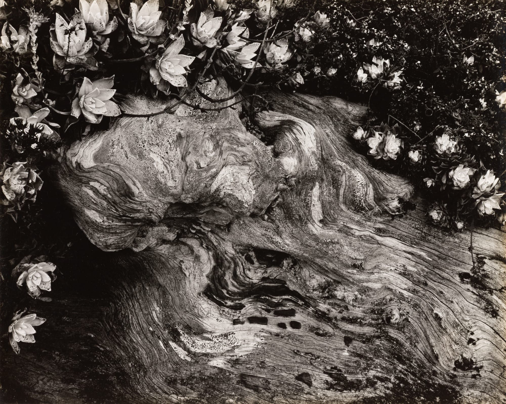Edward Weston, Cypress Root and Succulents, 1930