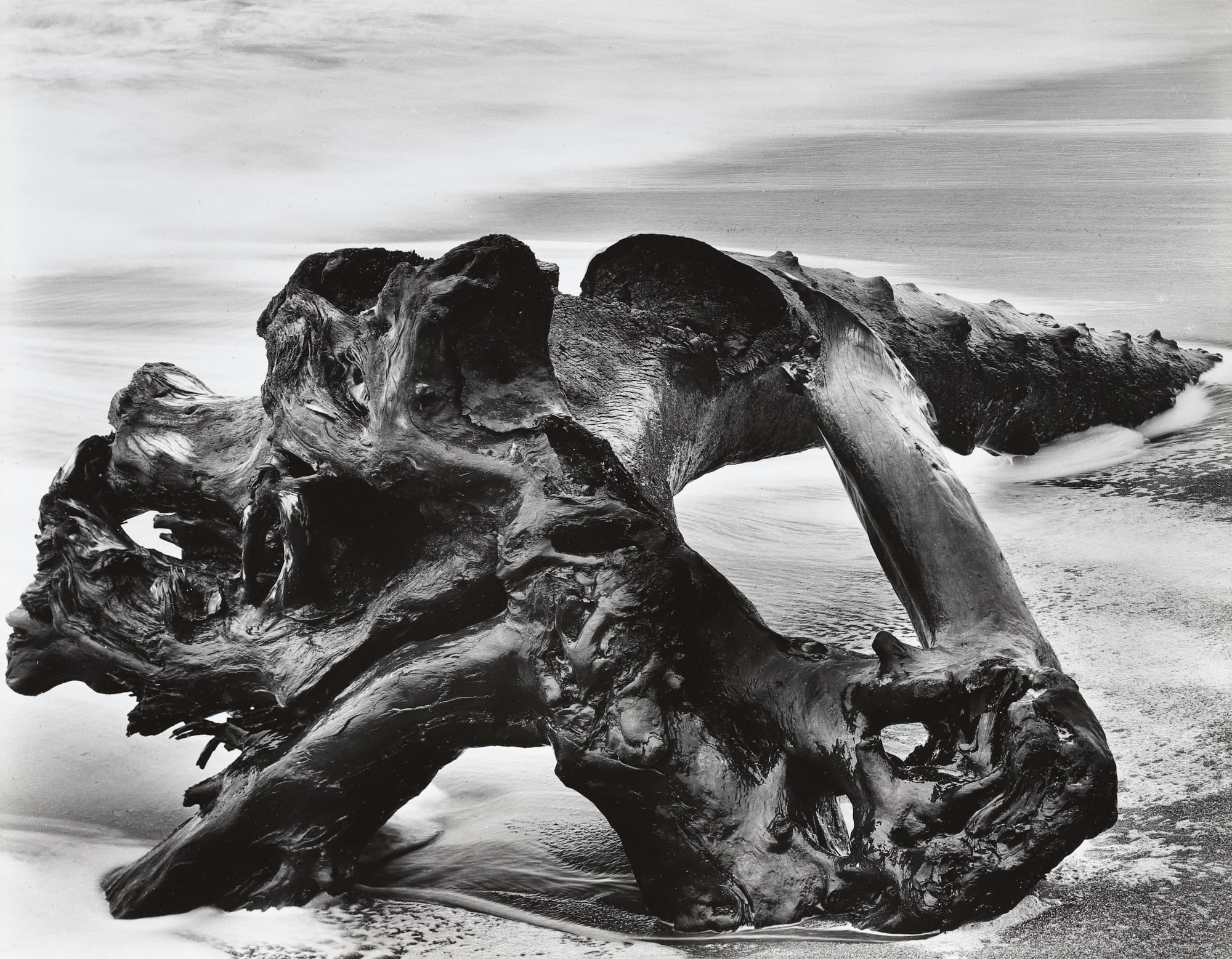 Wynn Bullock, Driftwood, 1951