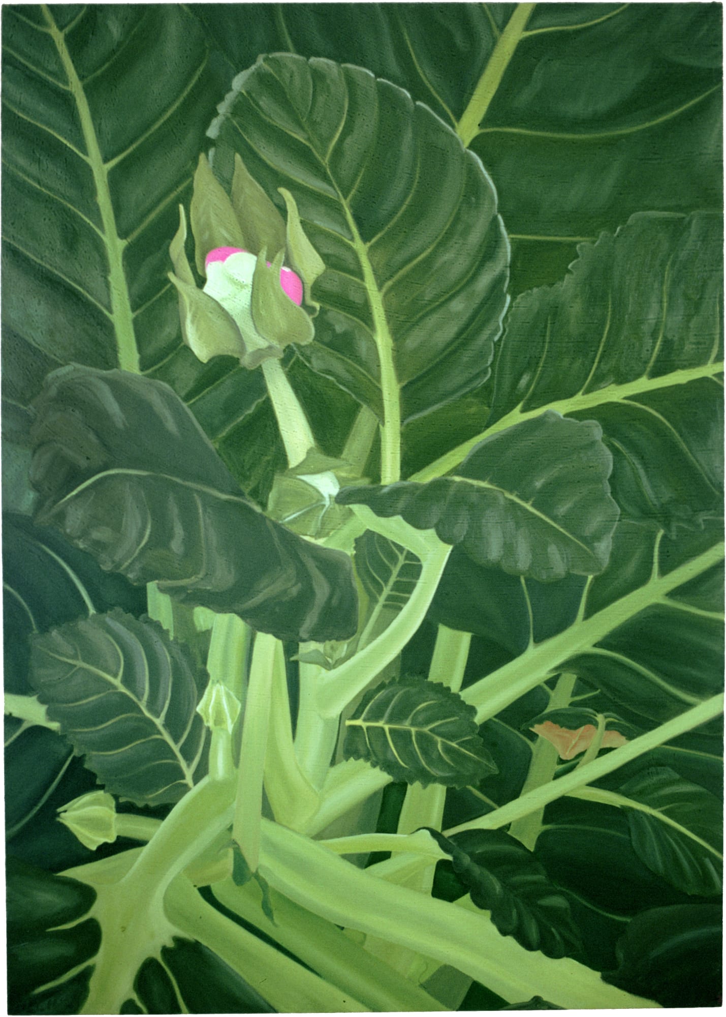Janet Alling, Giant Gloxinia I, 1972