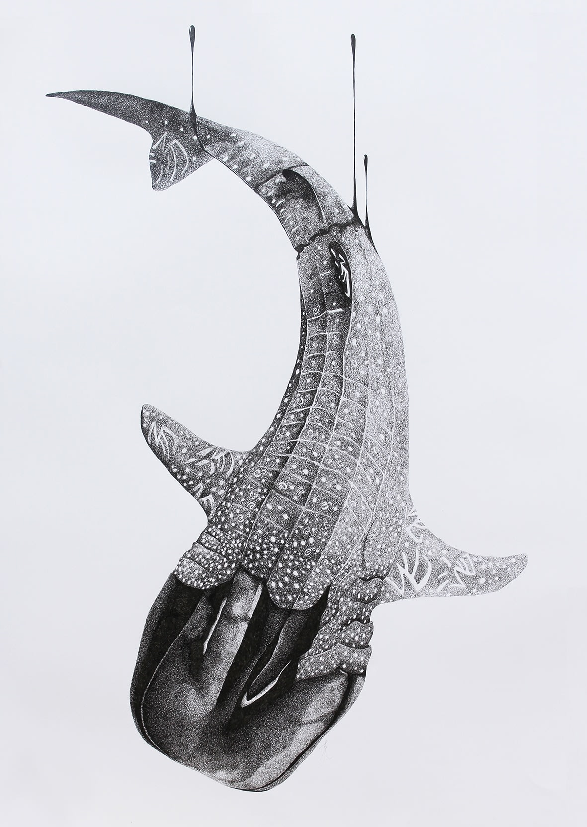 Firi Rahman, Jaws in Danger, 2016