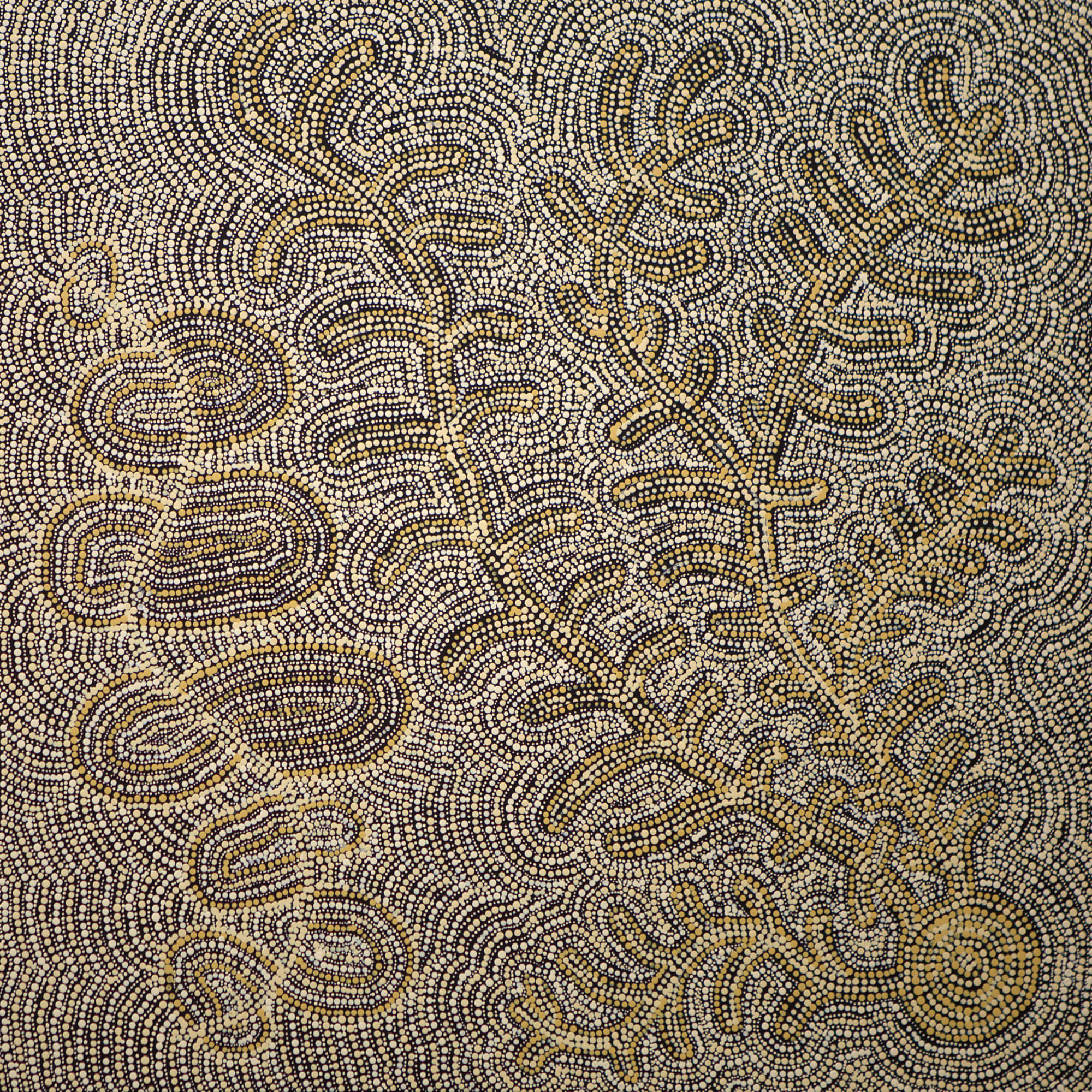 Umatji Tjitayi, Kaliny-Kaliny Honey Grevillea, 2019