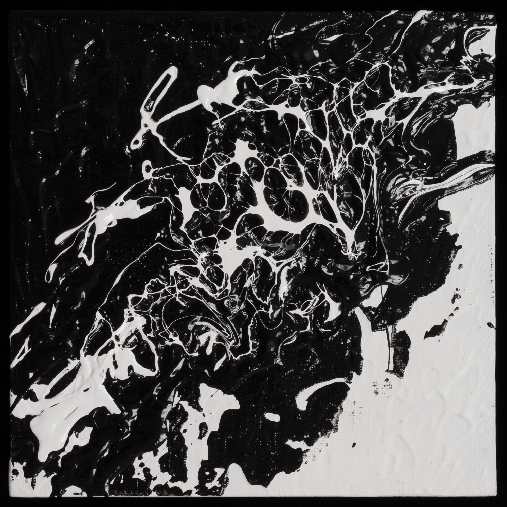 Barb Schwarz Karst, BW19, 2019