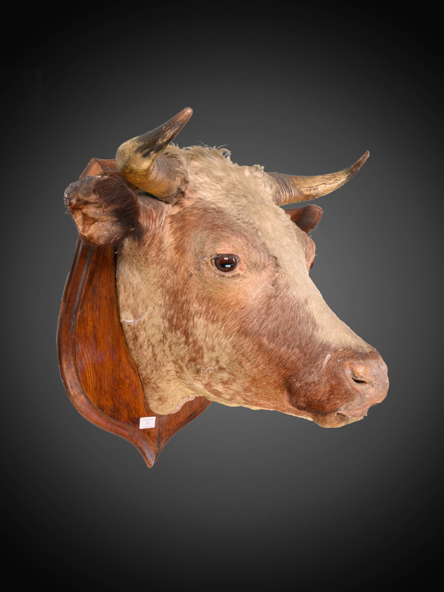 Antique Rowland Ward late 19th C Victorian lifesize bull’s head taxidermy with glass eyes on beautiful oak shield .,