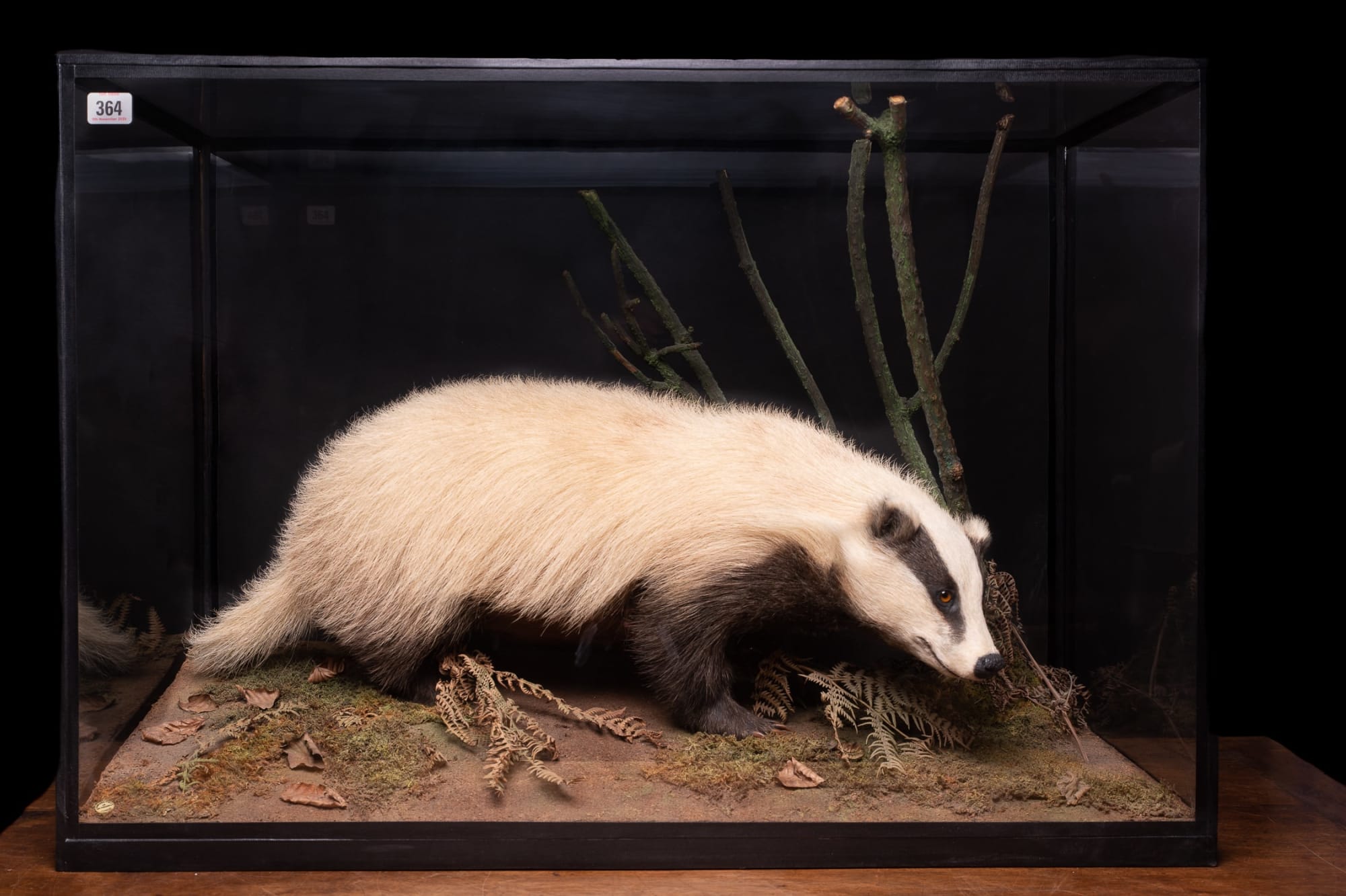 Rowland Ward Antique Diorama of full mount Leucistic (colour morph) Badger (Meles Meles).Species preconvention 01/06/1947 can be commercialised in accordance with rule n°338/97 CE dated 09/12/1996., 19th Century