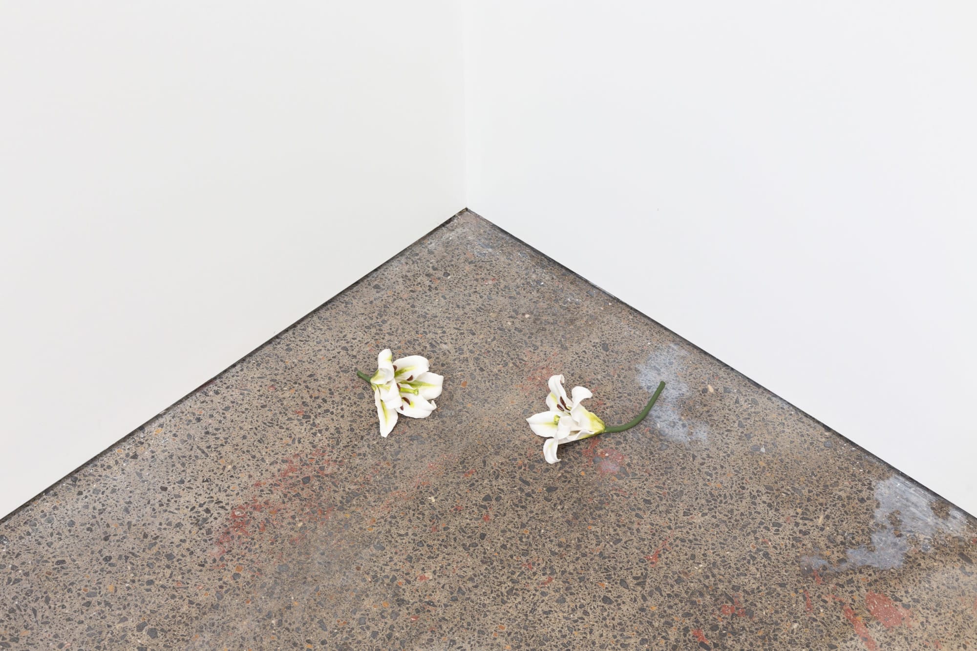 Cindy Huang, First breath 百合花, V & XI, 2023