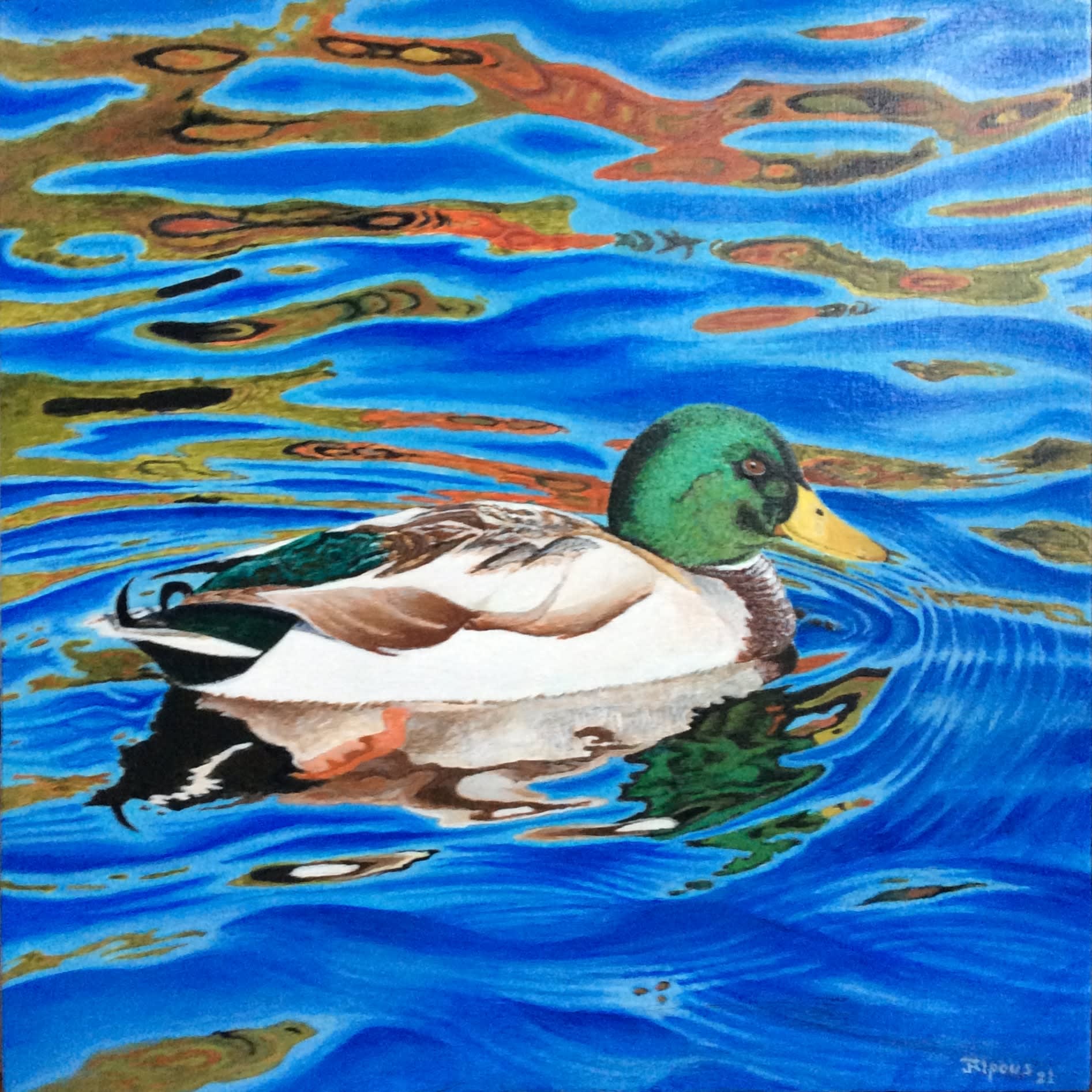 Jim Alpous, Male Mallard
