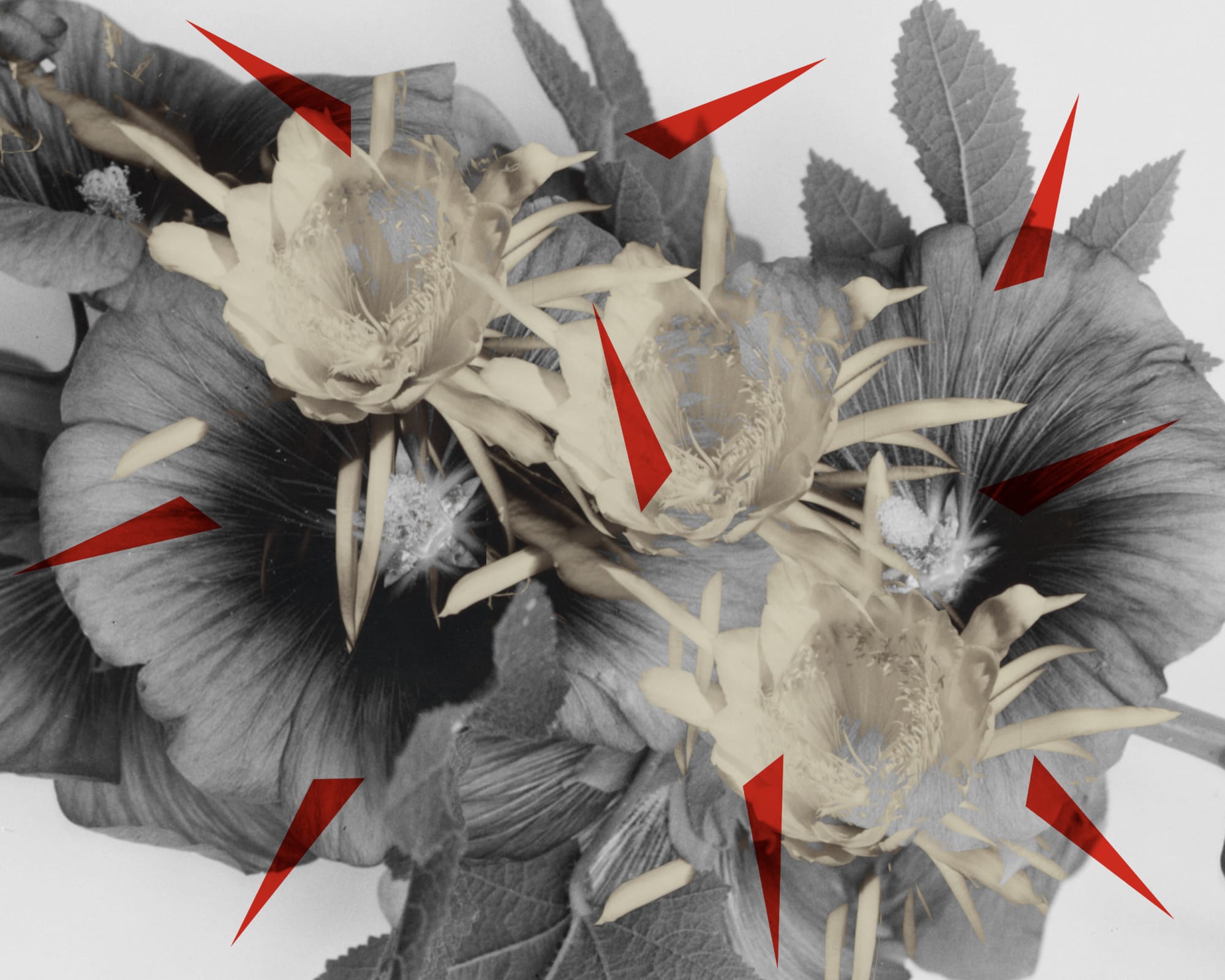 Hazem Harb, Thorns No 3, 2022