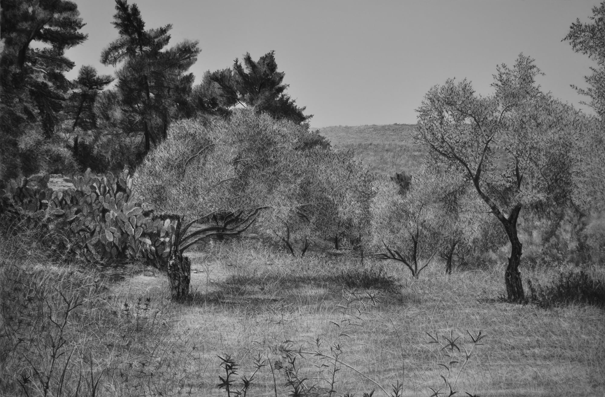 Samah Shihadi, Landscape, Olive Trees , 2018