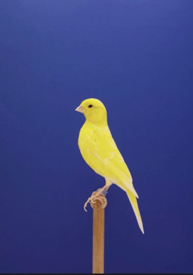 Luke Stephenson, Canary No. 9, 2014