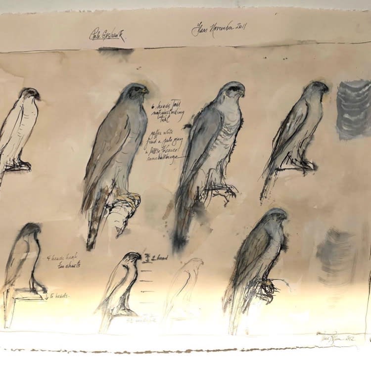 Jane Rosen, Pale Goshawk Study, 2011
