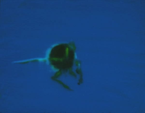 Jill Musnicki Untitled Insect #6, 2007 oil on panel 11 x 14 inches