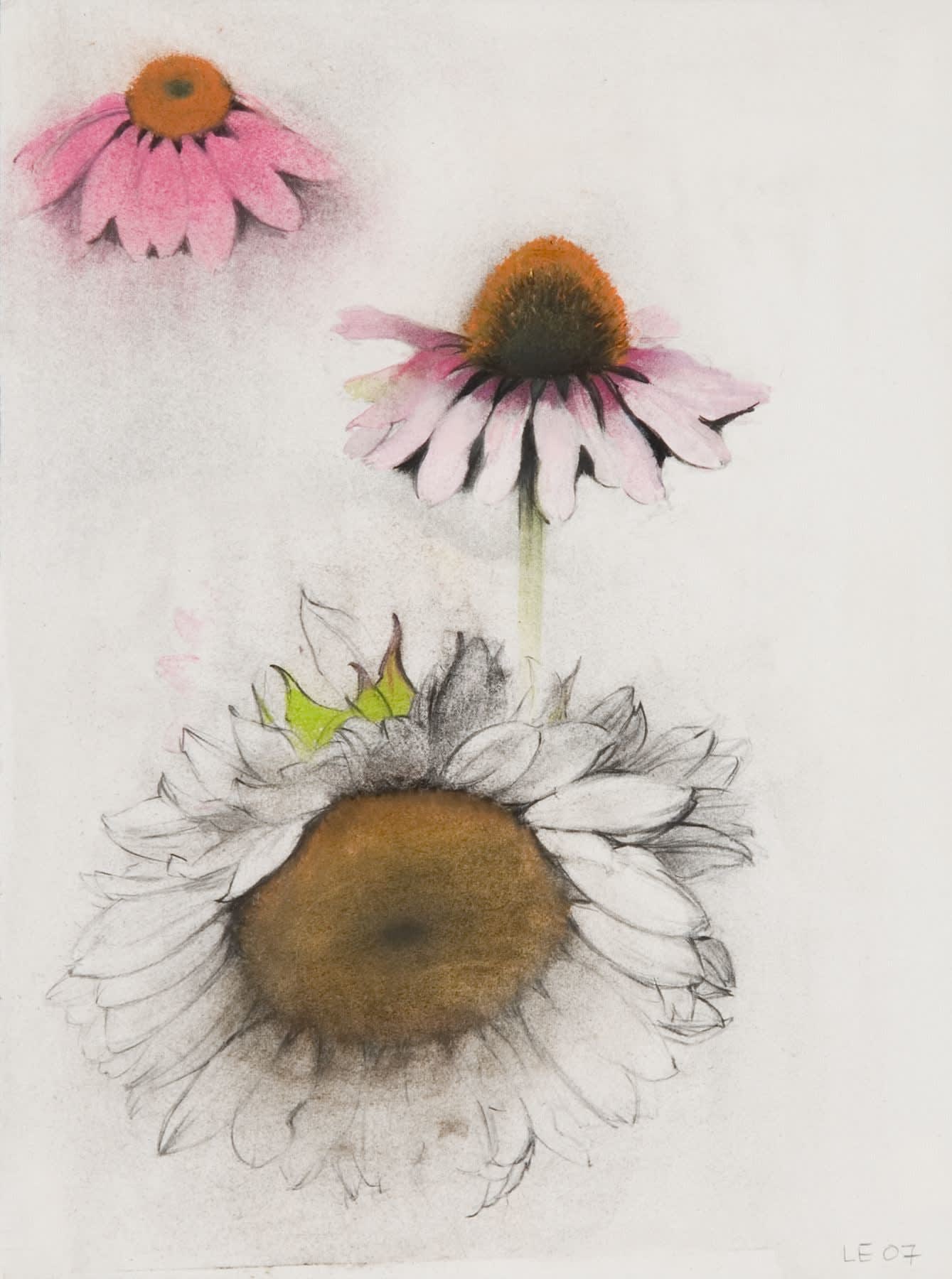 Linda Etcoff Two Coneflowers and One Sunflower, 2007 pastel, charcoal and crayon on paper 12 3/8 x 9 1/6 inches 16 x 12 3/4 inches framed