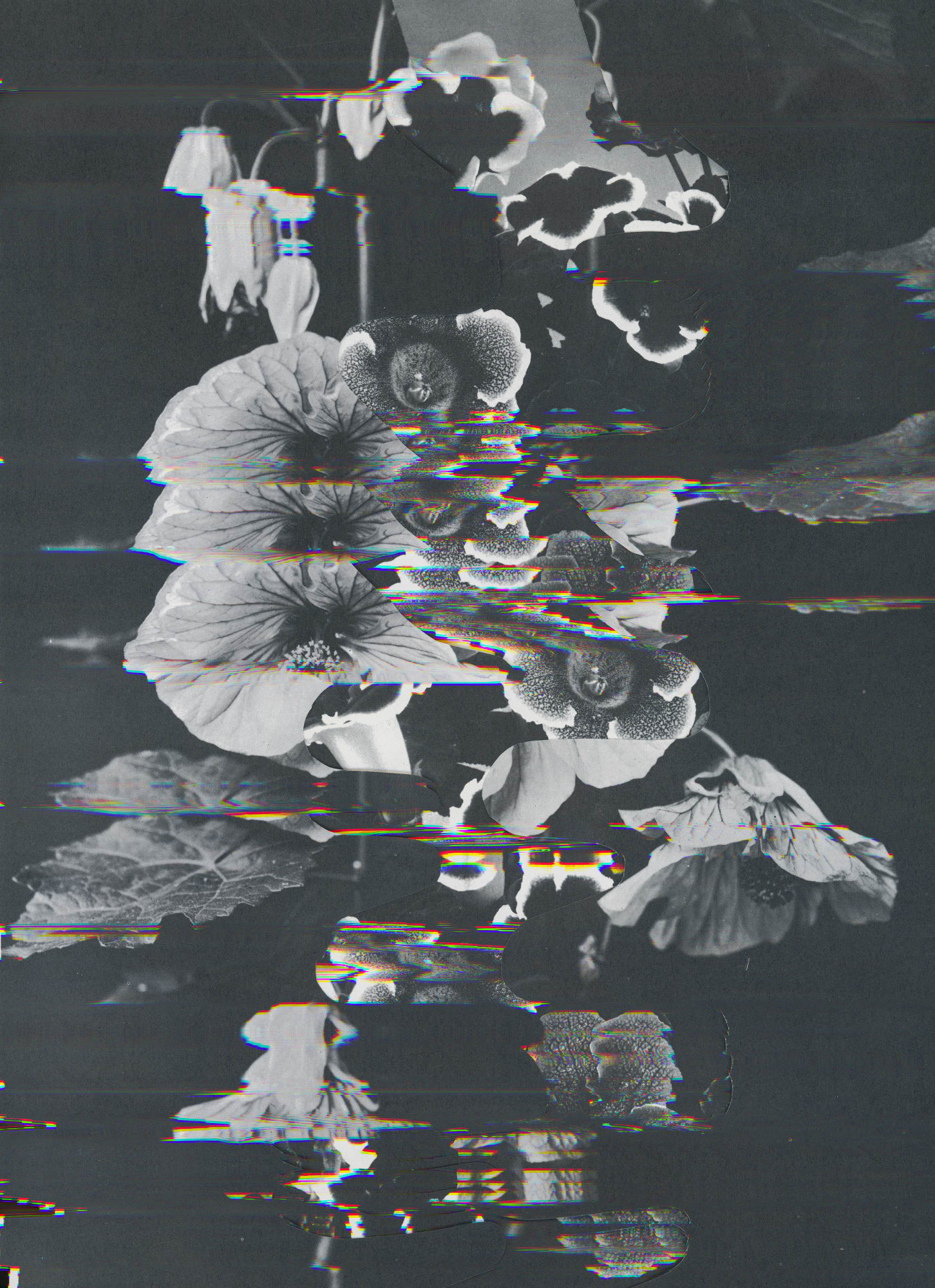 Nico Krijno, Lockdown Collage #121, 2020