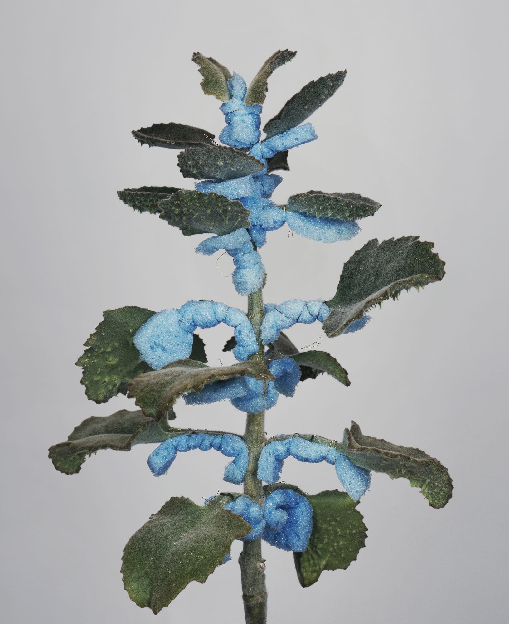 Bownik, Disassembly 5, 2013