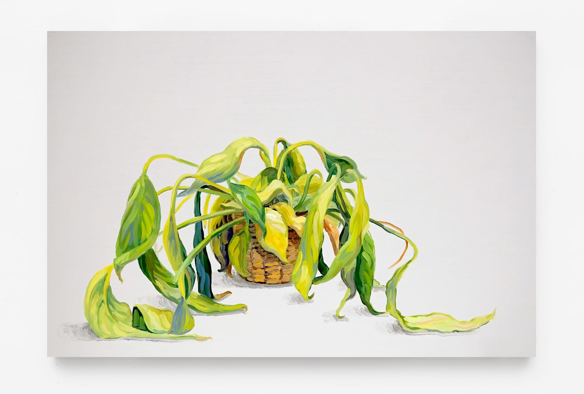 Daignault Cynthia, Peace Plant, 2020