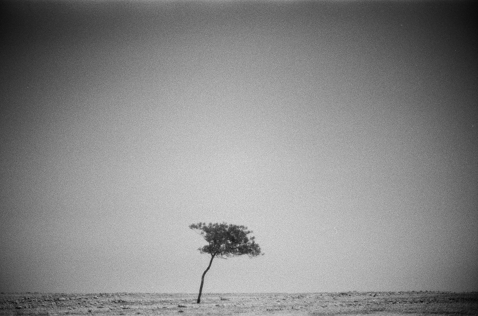 Inam Zimbalista, Oasis