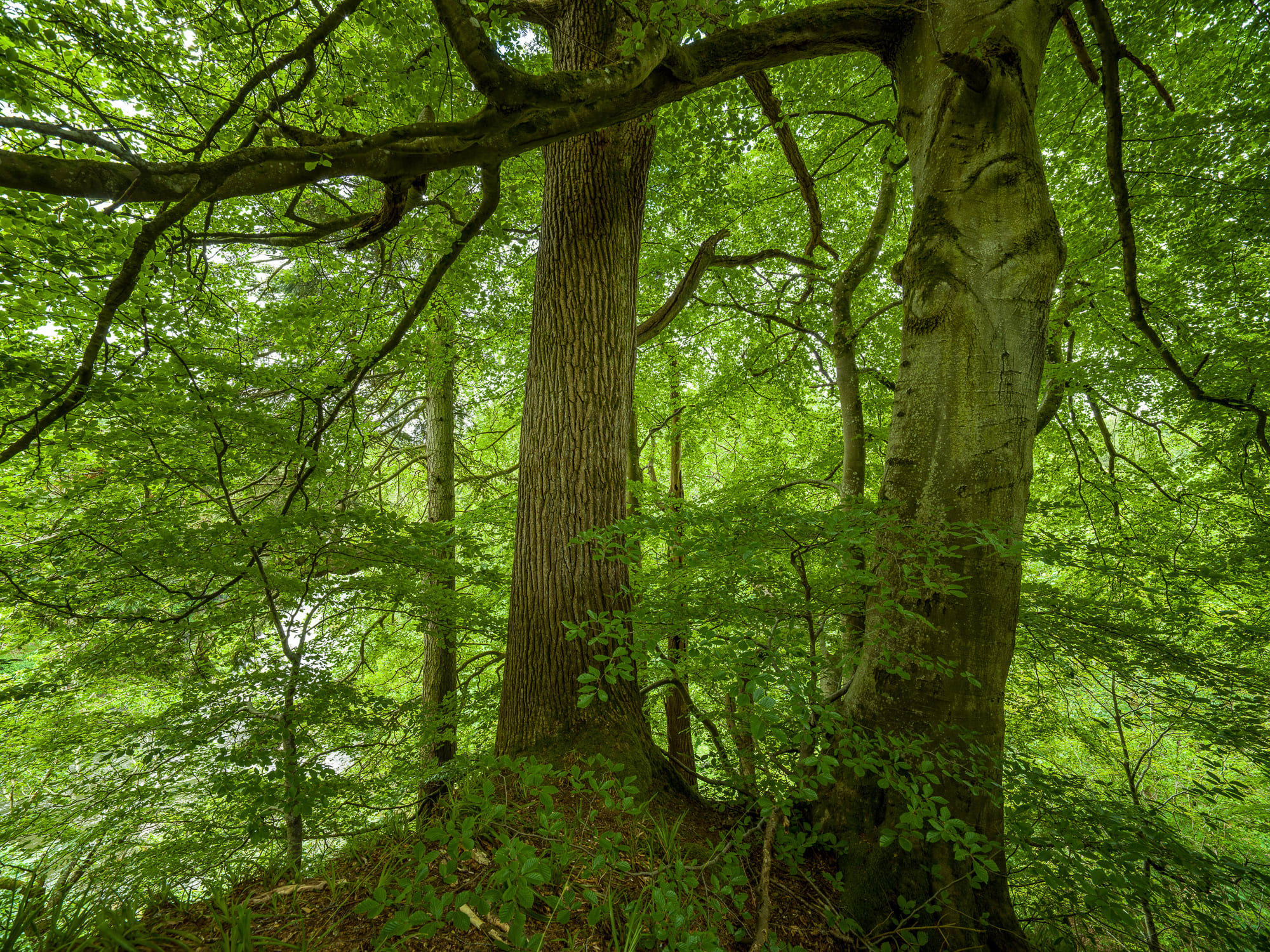 Adrian Houston Ancient Woodland Falls Of Clyde South Lanarkshire a-thousand-boy-kisses-by-tillie-cole-penguin-books-new-zealand