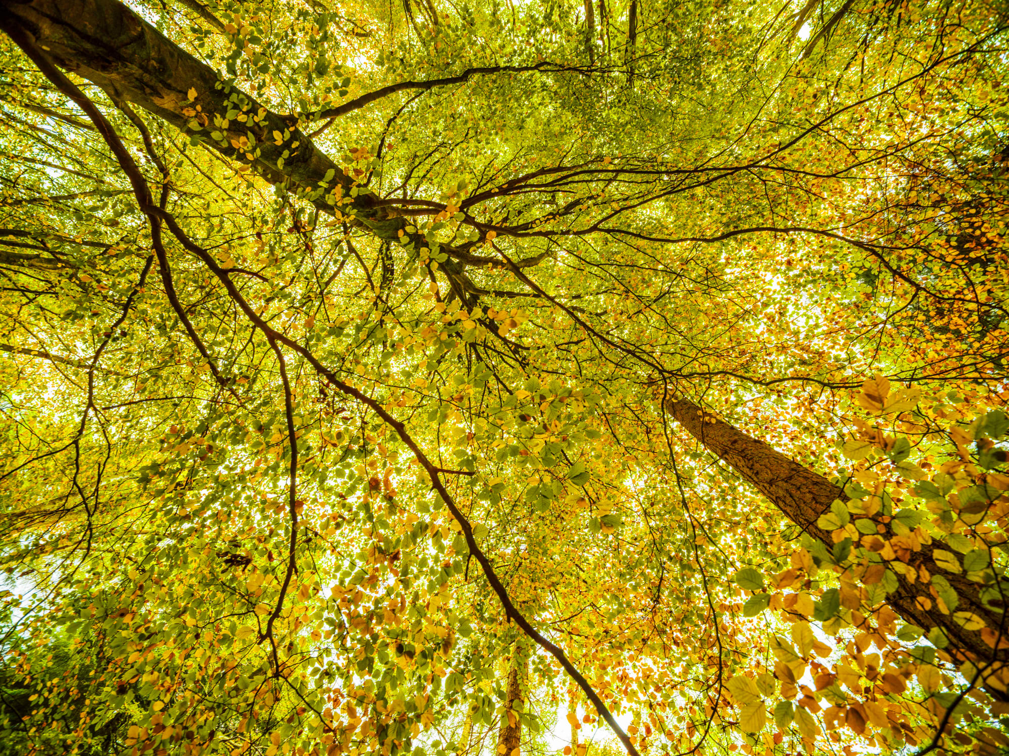 Adrian Houston, Ancient Woodland Hockeridge & Pancake Woods Buckinghamshire, 2022