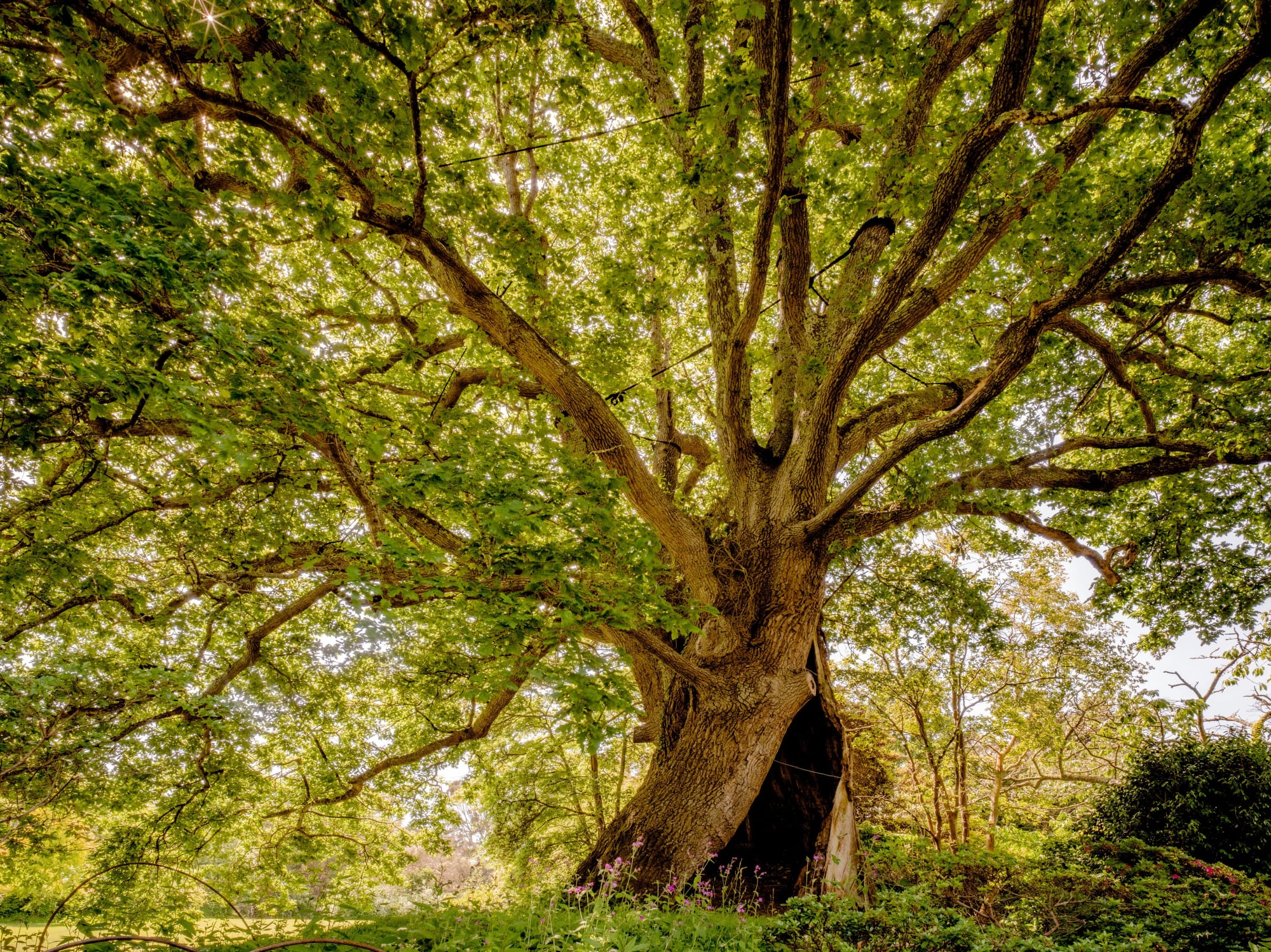 Charles Sainsbury-Plaice, Ancient Woodland Plas Newydd Oak Wales, 2022