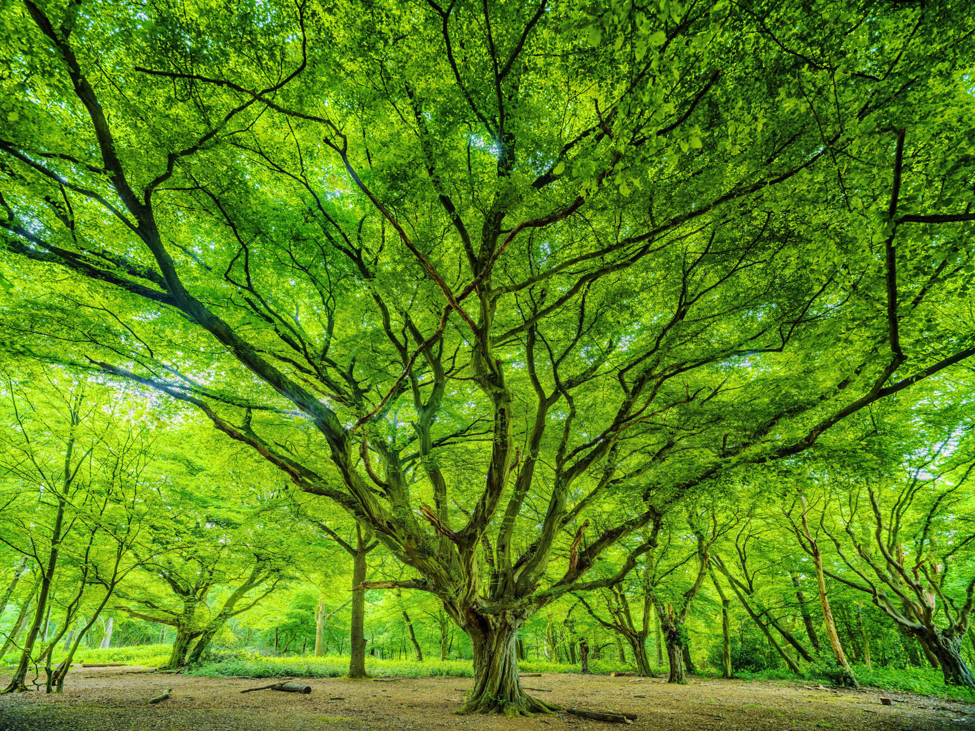 Adrian Houston, Ancient Woodland Hainault Forest Essex, 2022