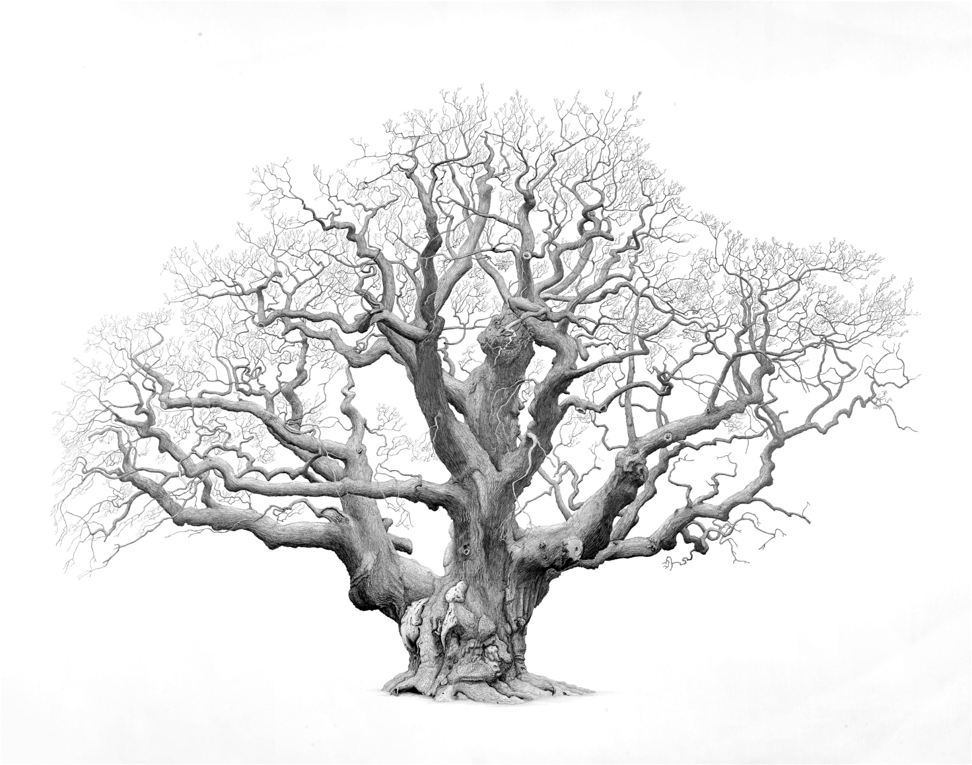 Mark Frith, The Major Oak, 2018