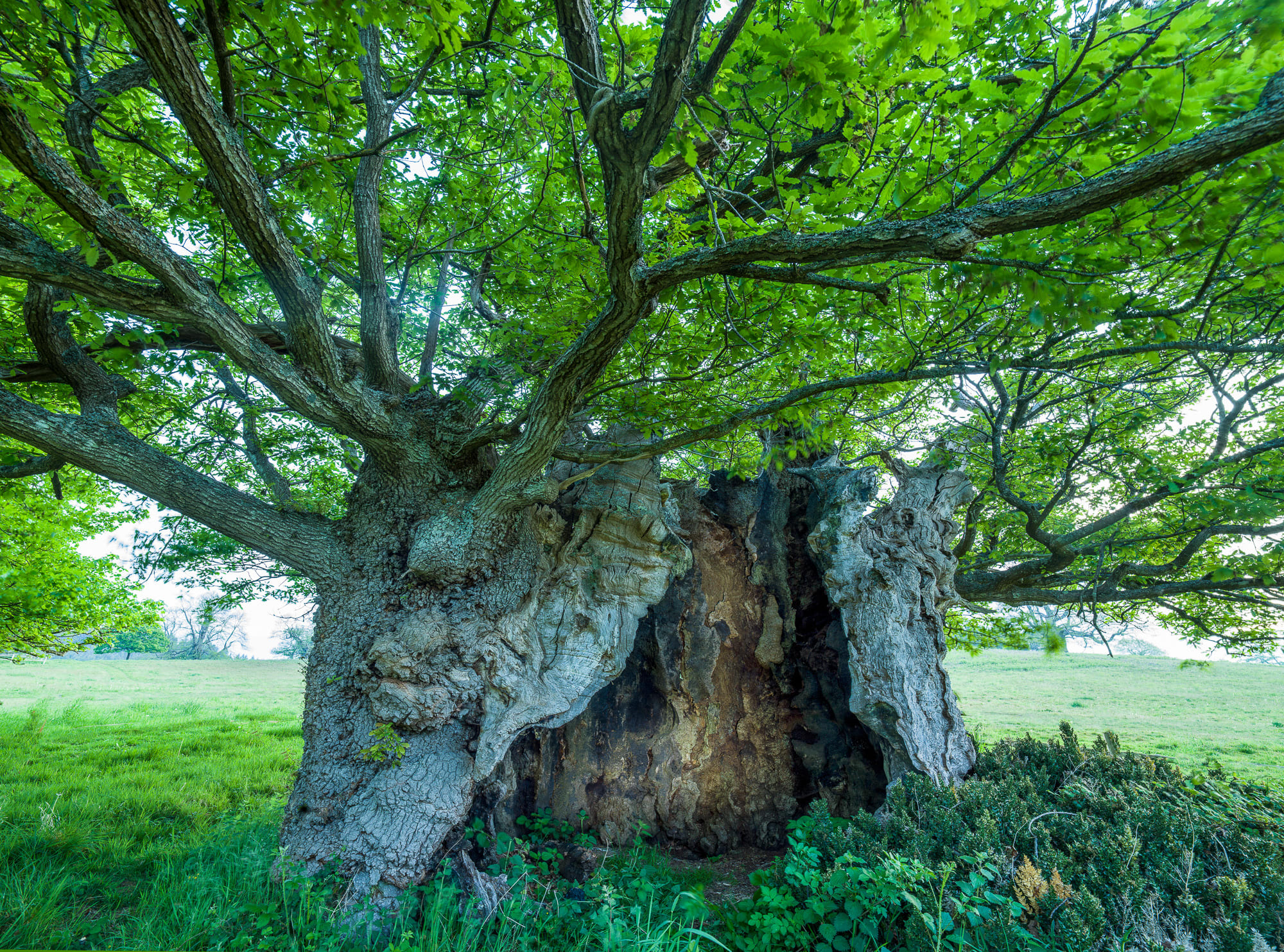 Adrian Houston, Ancient Tree The Queen Elizabeth Oak Cowdray II, 2022