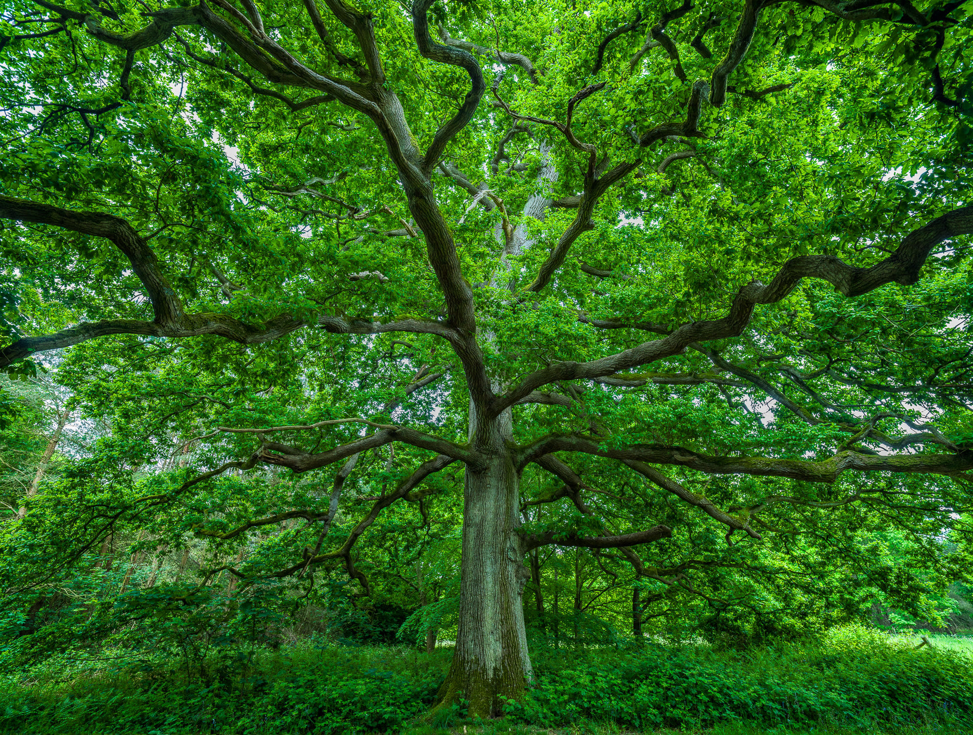 Adrian Houston, Ancient Woodland Blickling Forest Norfolk, 2022