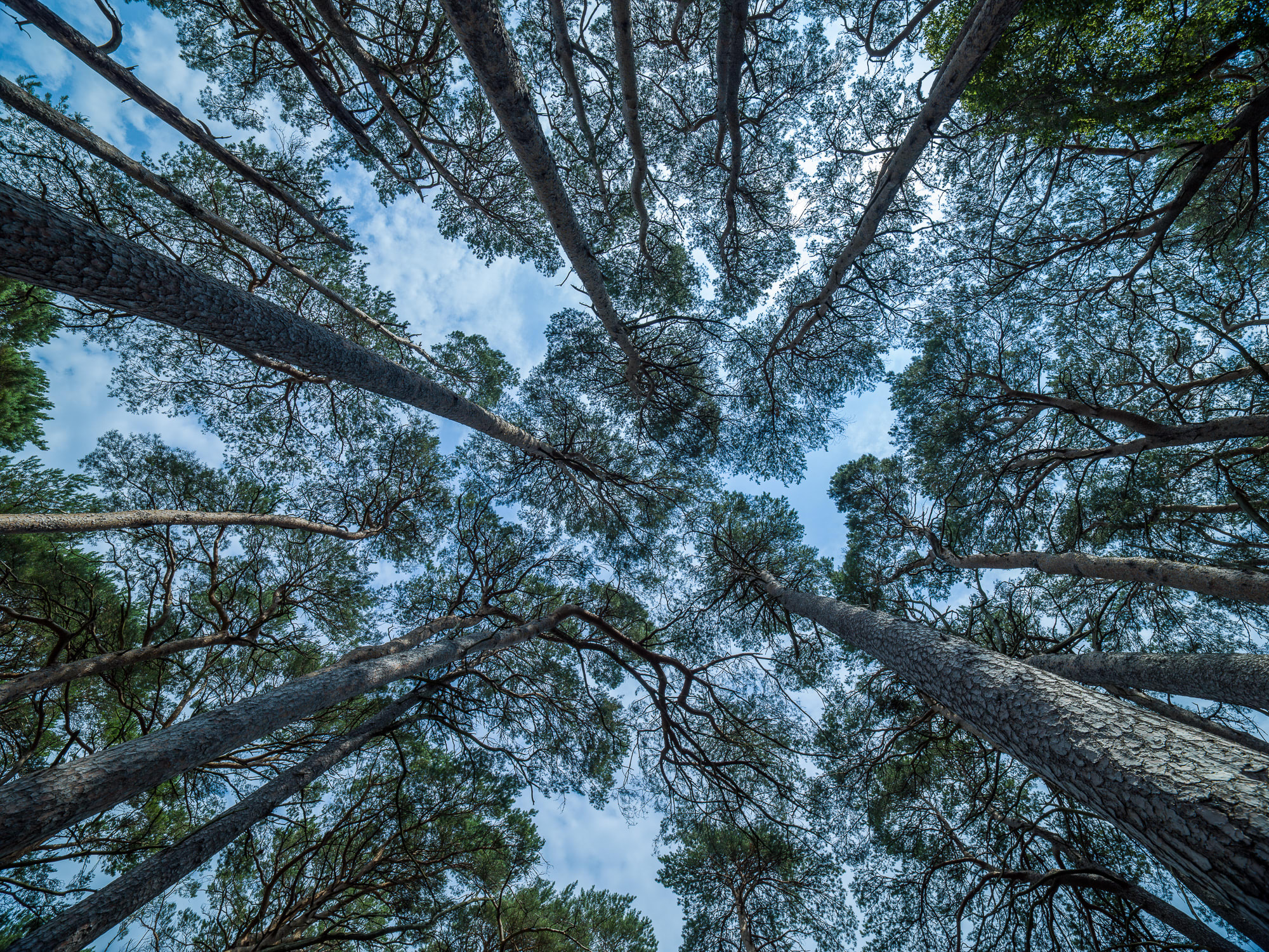 Adrian Houston, Ancient Tree Canopy Scots Pines, 2022