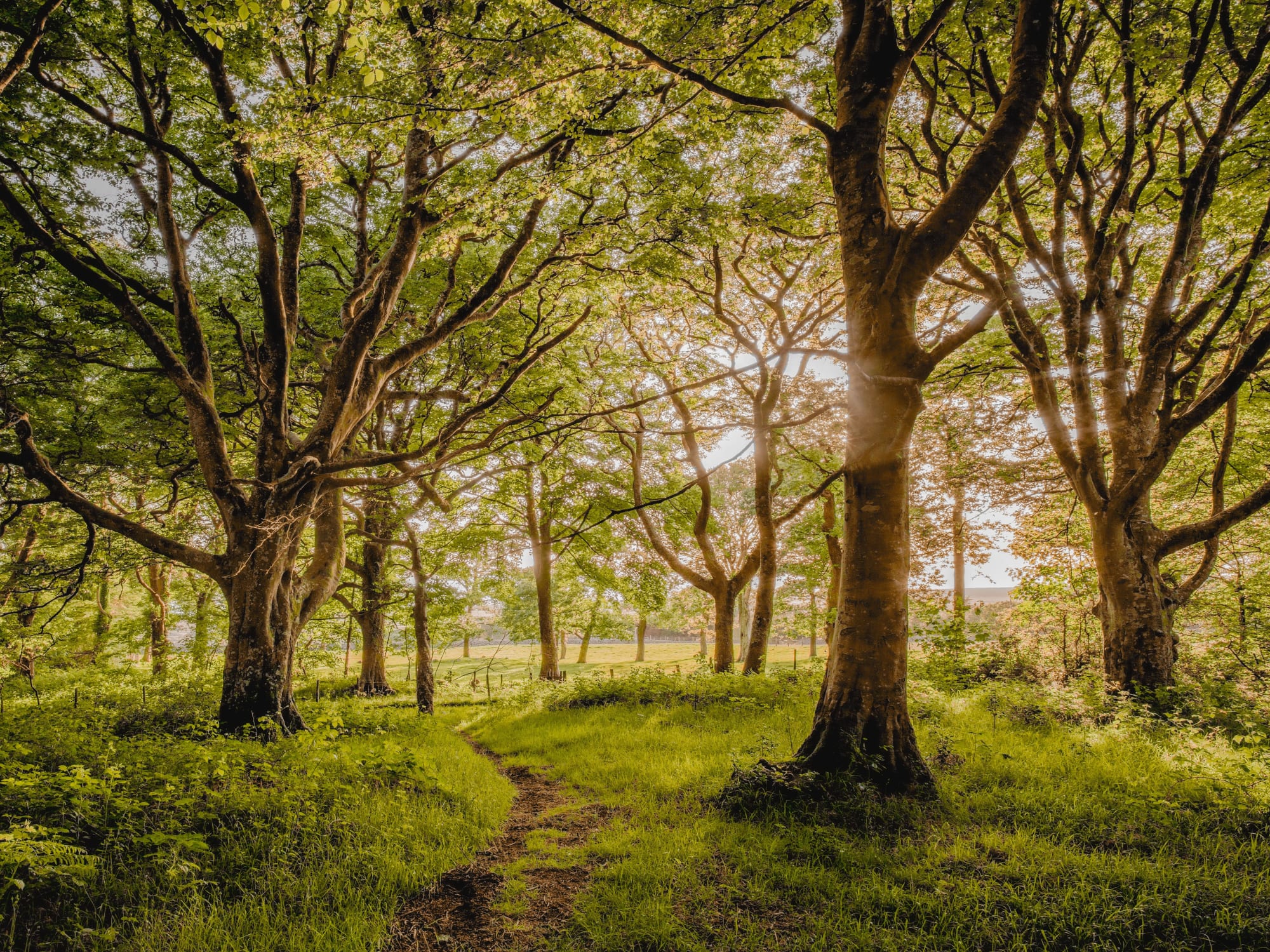 Charles Sainsbury-Plaice, Ancient Woodland Cors y Gedol II Gwynedd Wales, 2022