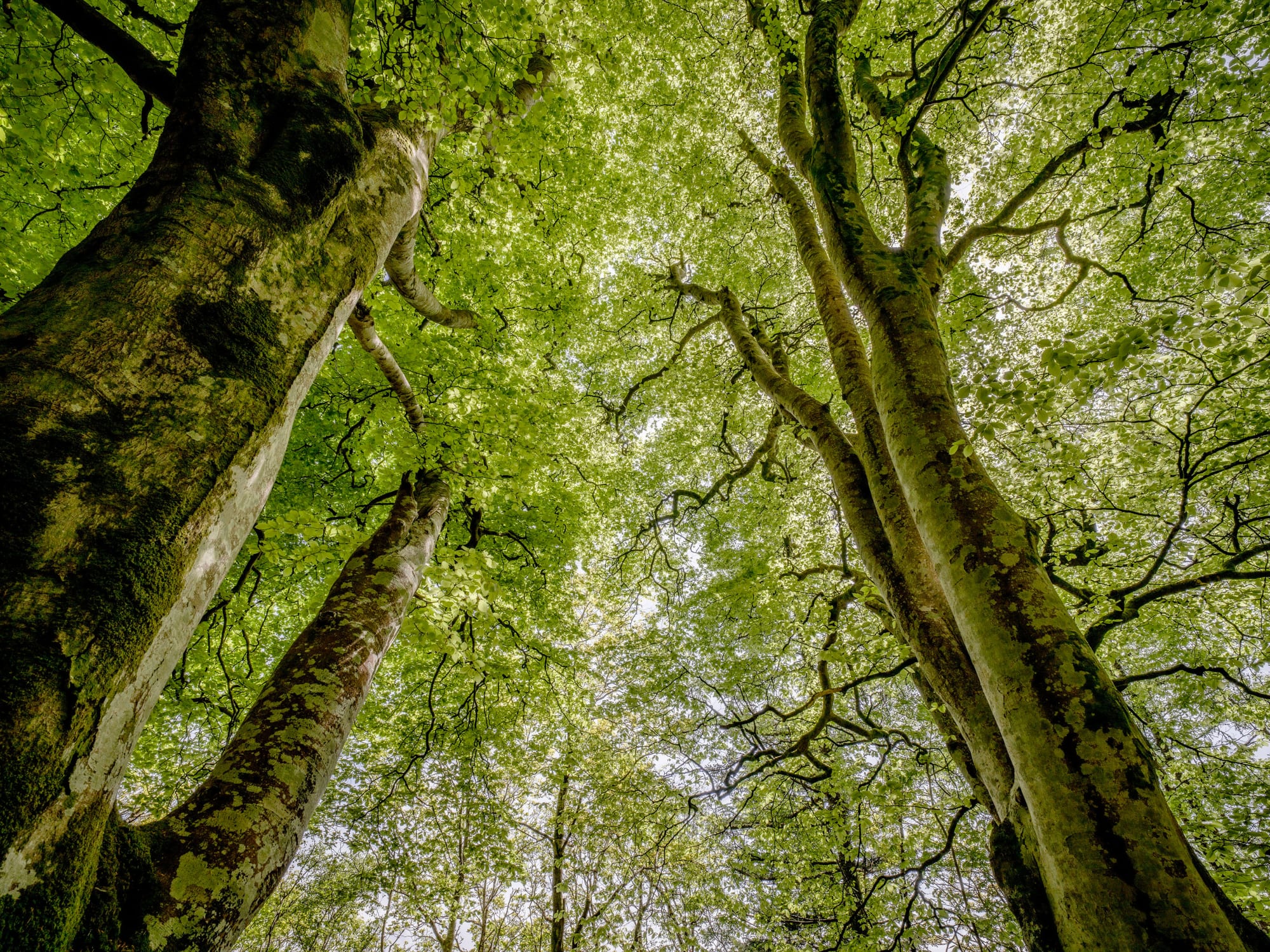 Charles Sainsbury-Plaice, Ancient Woodland Canopy Hafod Boeth Caernarfon Wales, 2022