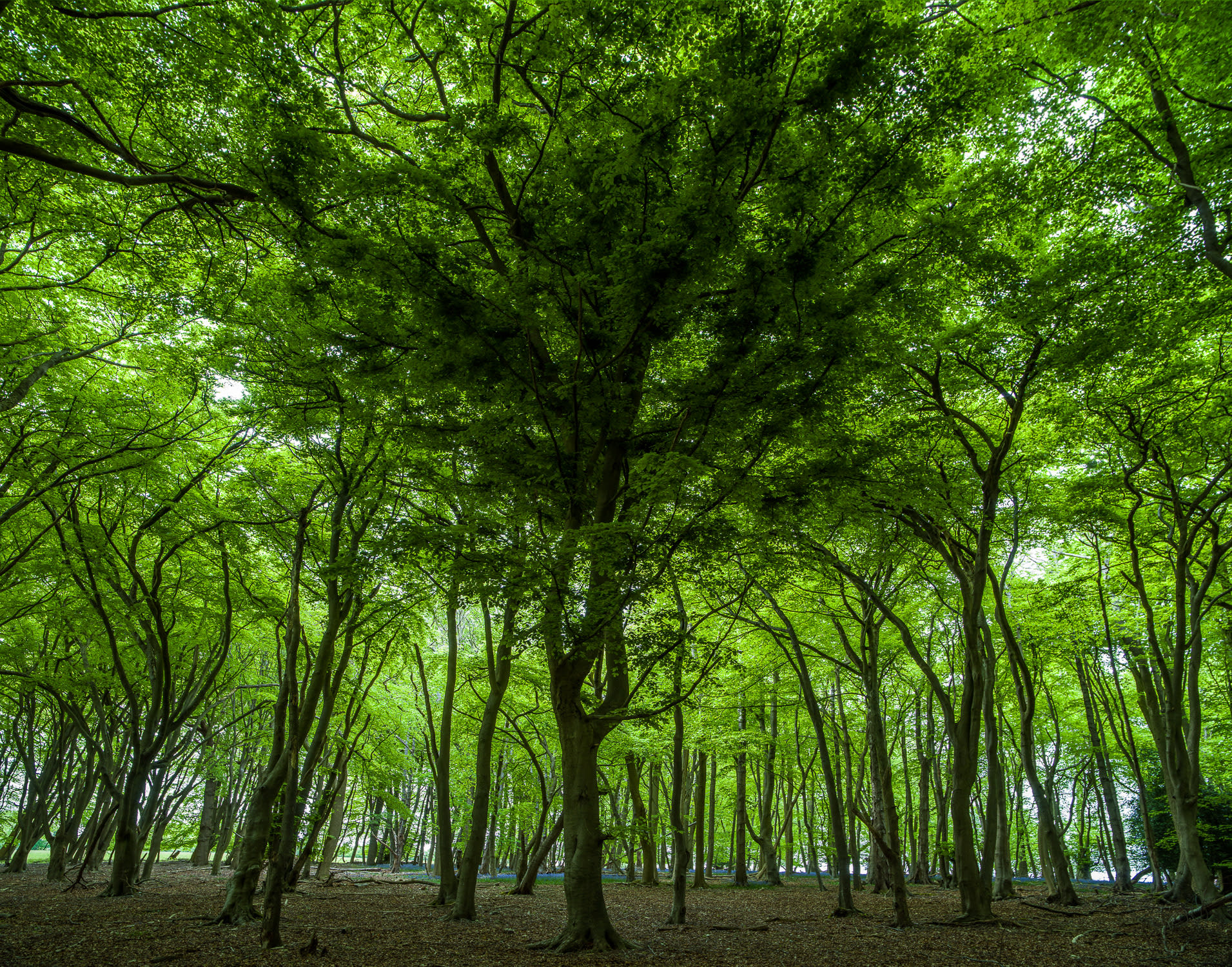 Adrian Houston, Ancient Woodland Warburg Reserve Oxfordshire, 2022