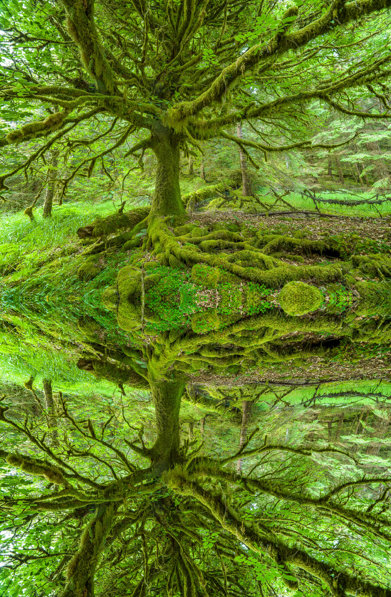 Adrian Houston, Ancient Woodland Glen Affric Highlands IV, 2022