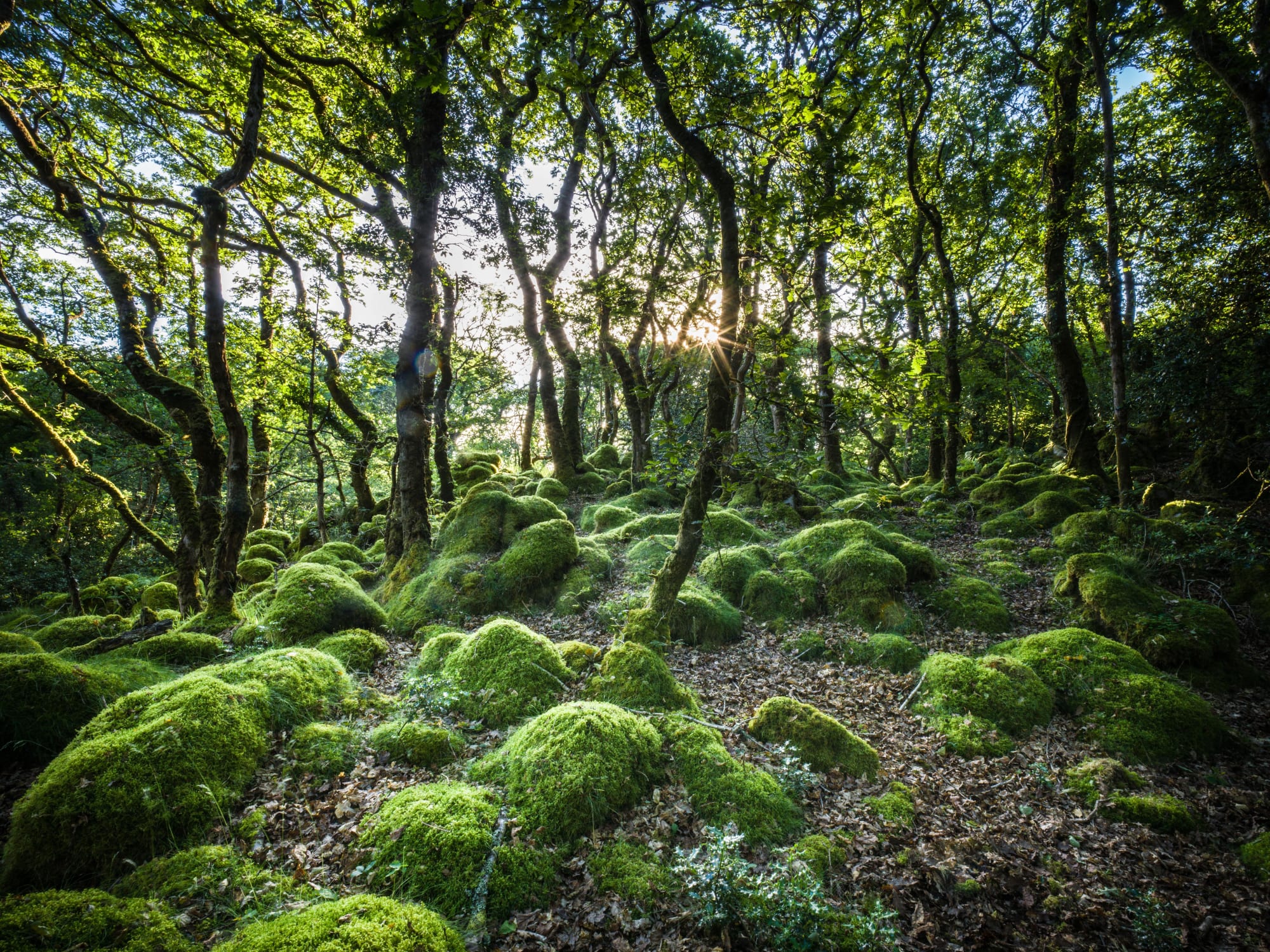 Charles Sainsbury-Plaice, Ancient Woodland Pentre Ifan Pembrokeshire Wales II, 2022
