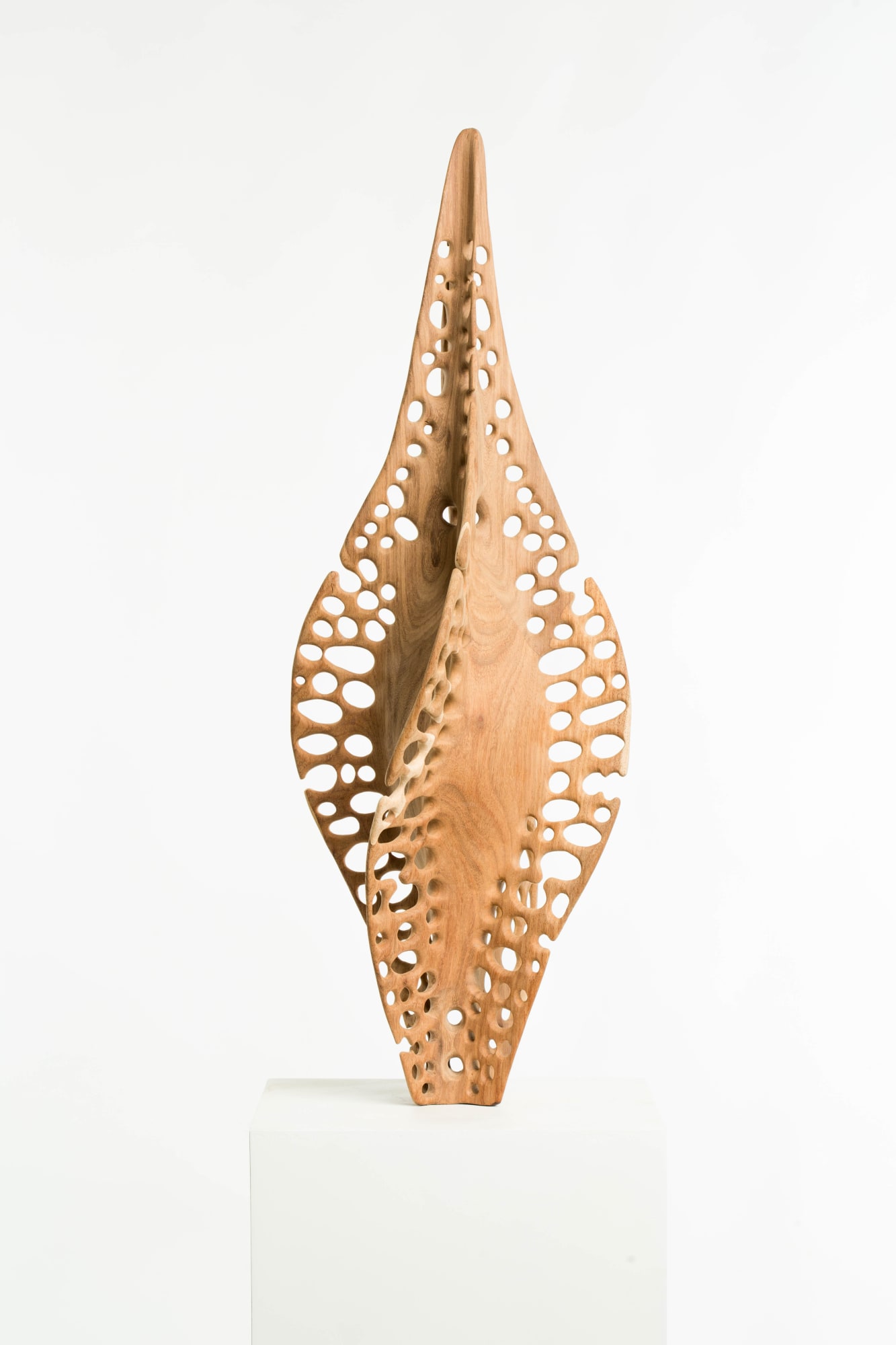 Karlien van Rooyen and Driaan Claassen, Sun through floating leaf litter, 2023