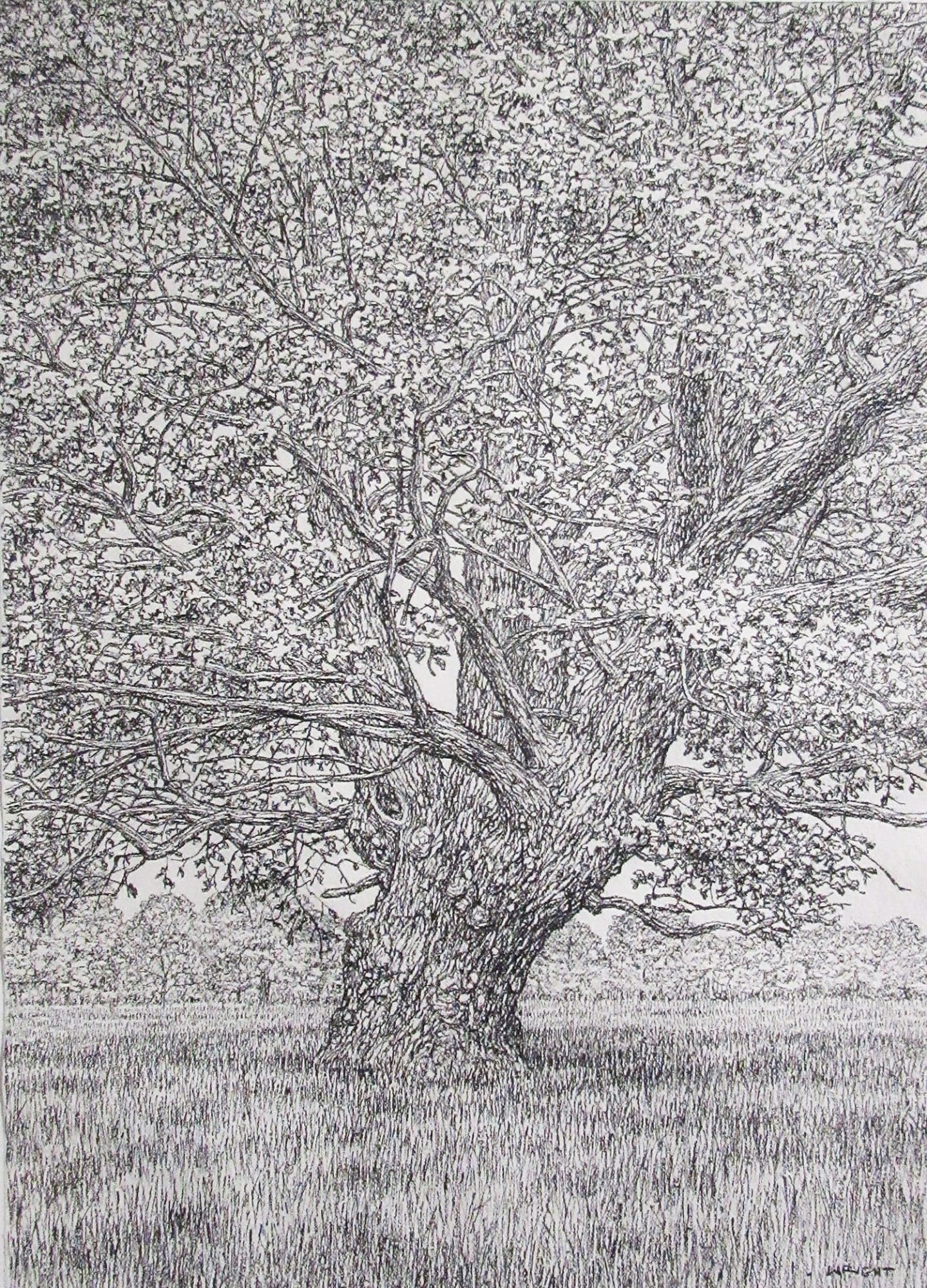 Roy Wright PS, Beneath the Summer Oak